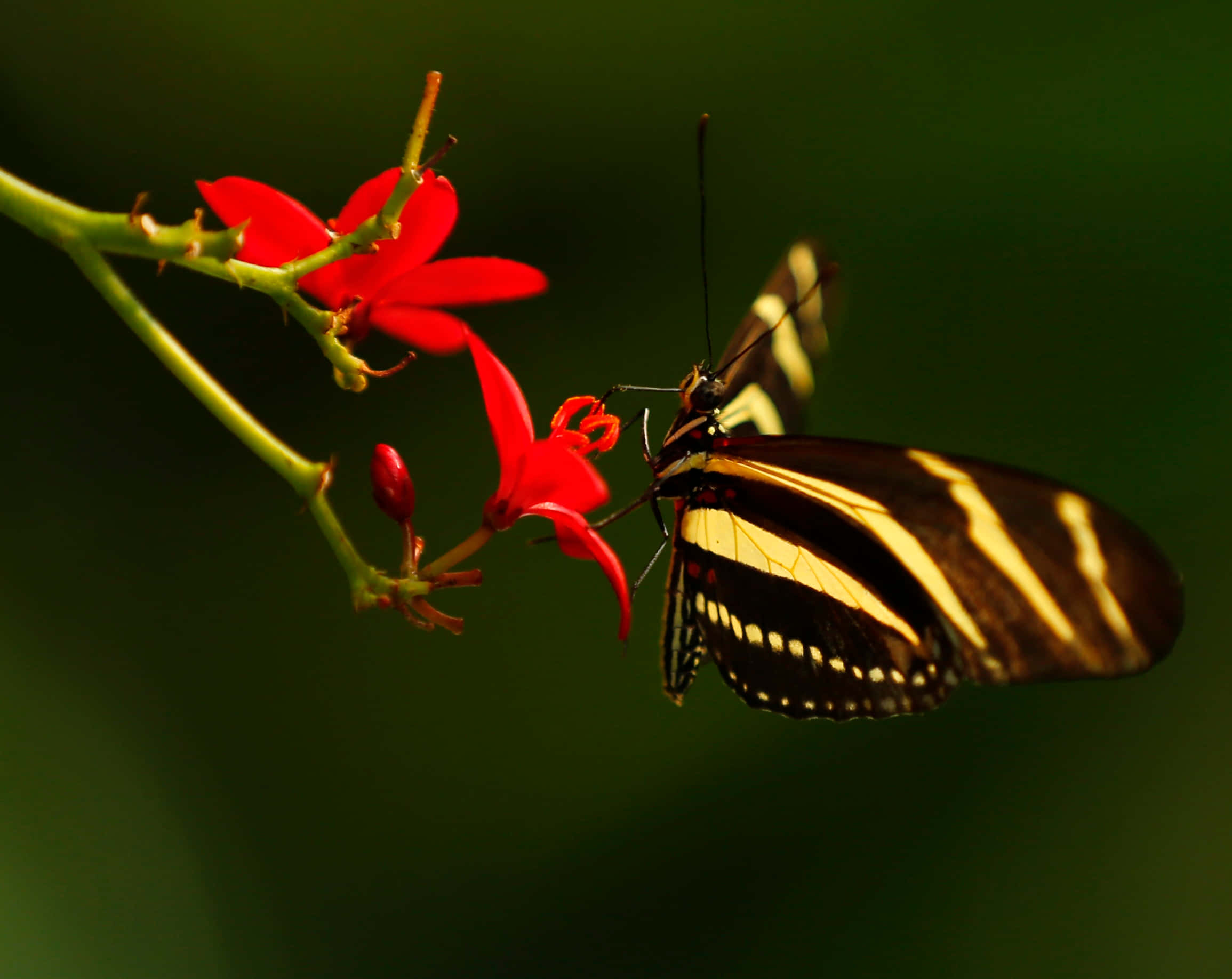 Butterfly Zoo, zebra longwing butterfly, black and yellow stripes, Full HD Desktop Wallpaper