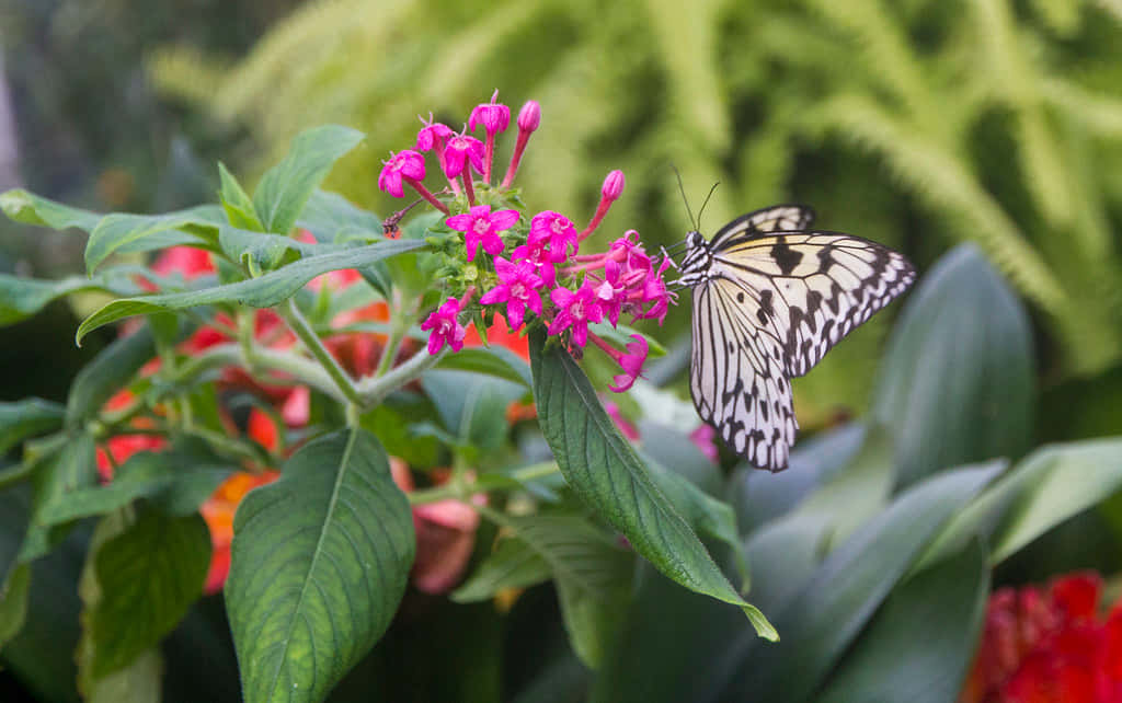 Butterfly Zoo, black and white butterfly, vibrant pink flowers, SD Desktop Wallpaper