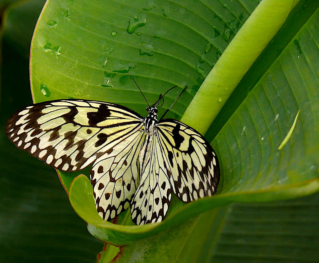 Butterfly Zoo, black and white patterned butterfly, vibrant green leaf, SD Desktop Wallpaper