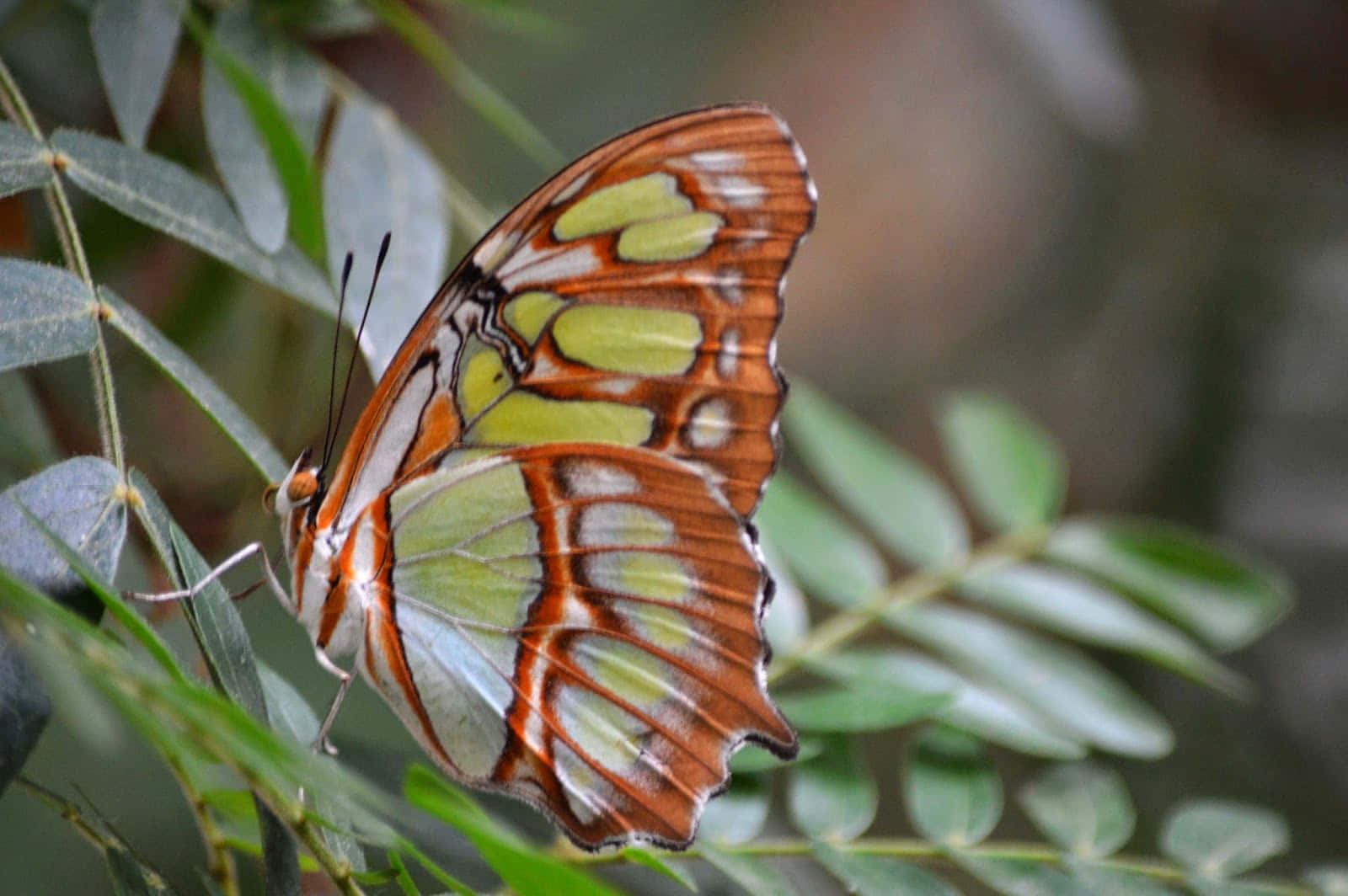 Butterfly Zoo, orange green and white wings, leafy branch, HD Desktop Wallpaper