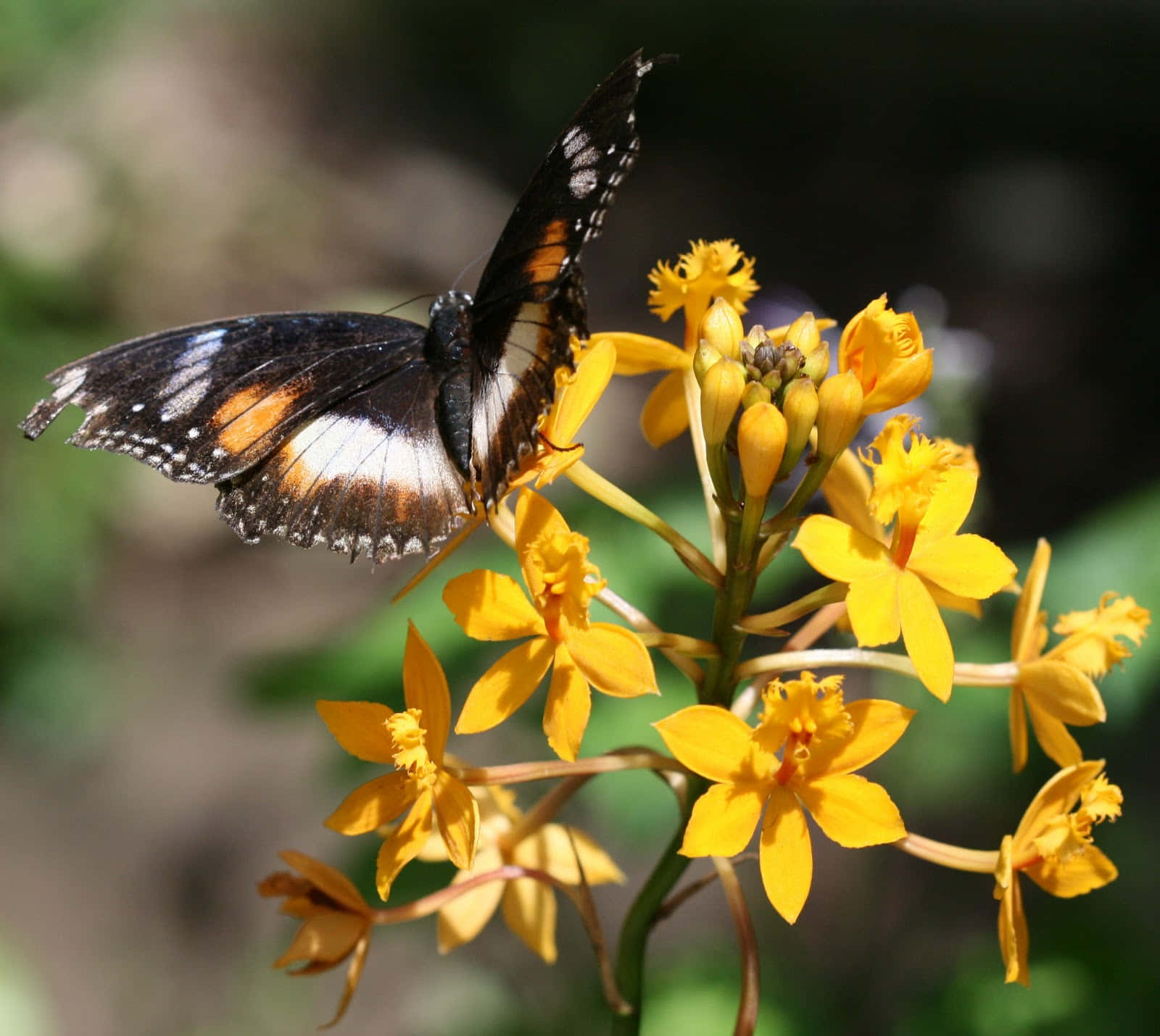 Butterfly Zoo, black orange and white butterfly, vibrant yellow orchid, HD Desktop Wallpaper