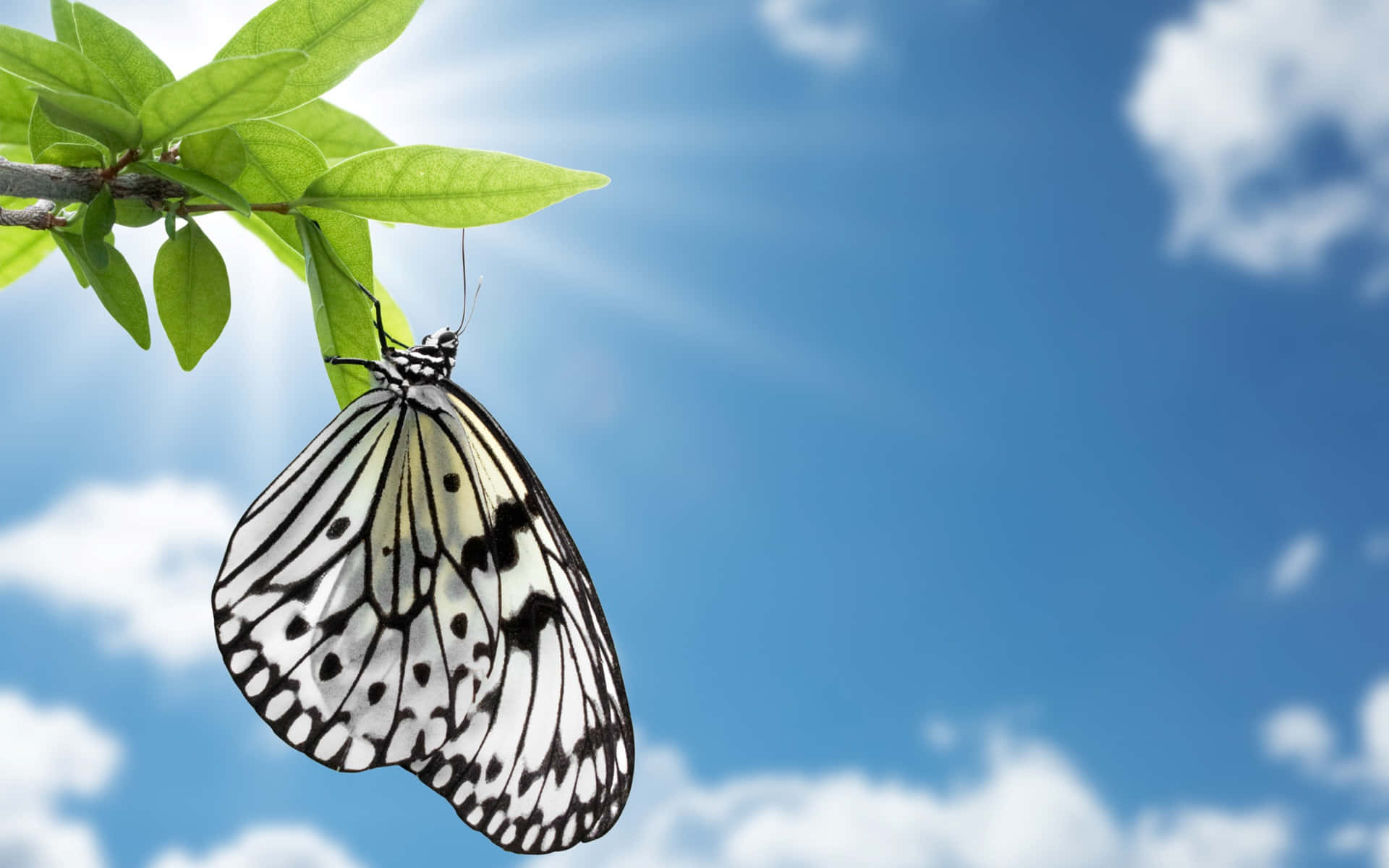 Butterfly Zoo, white and black butterfly, vibrant green leaf, Full HD Desktop Wallpaper