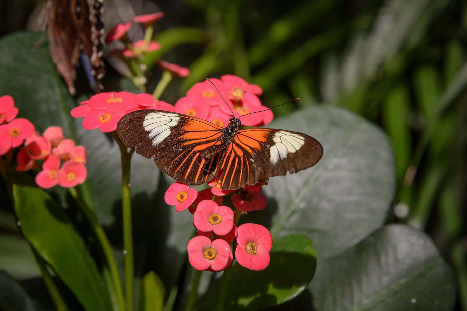 Butterfly Zoo, orange and black butterfly, white spots, HD Desktop Wallpaper
