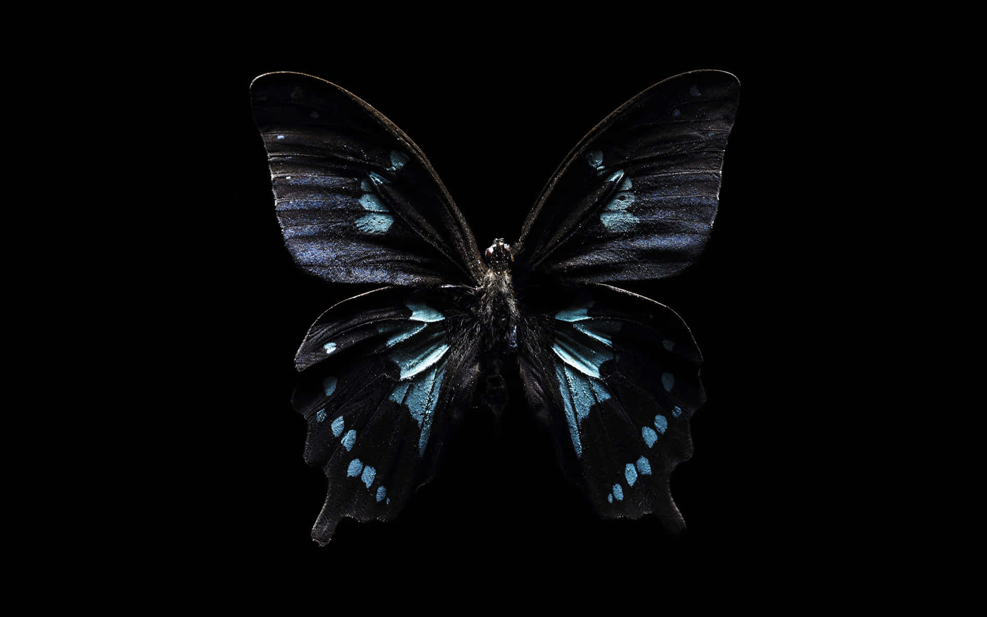 Butterfly Zoo, black butterfly, iridescent blue spots, Full HD Desktop Wallpaper
