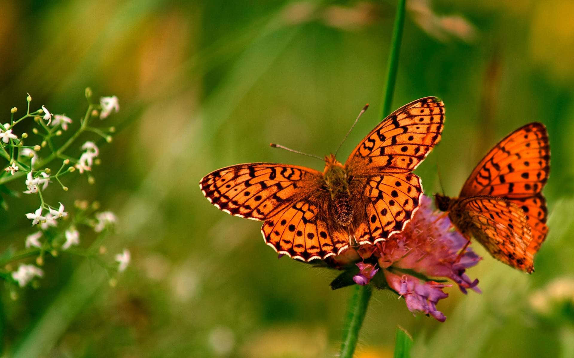 Butterfly Zoo, orange butterflies, black spots, Full HD Desktop Wallpaper