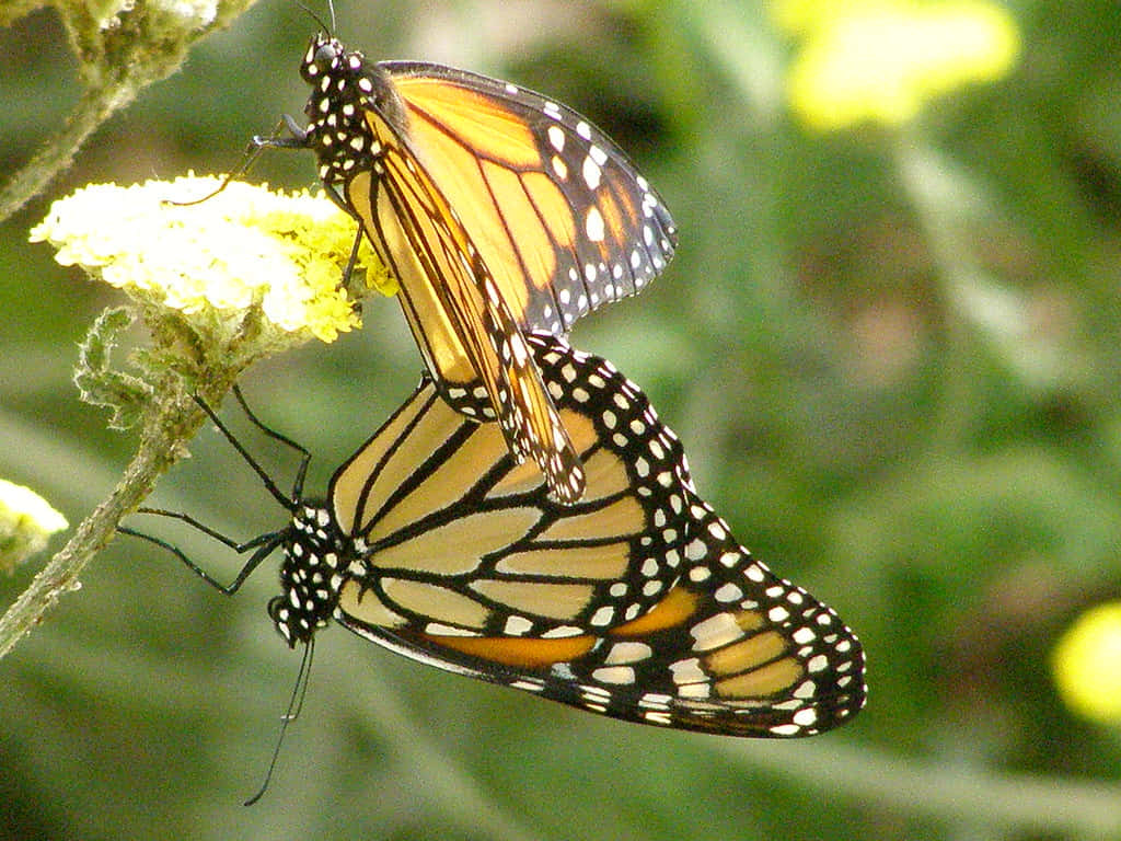 Butterfly Zoo, monarch butterflies, orange black and white wings, SD Desktop Wallpaper