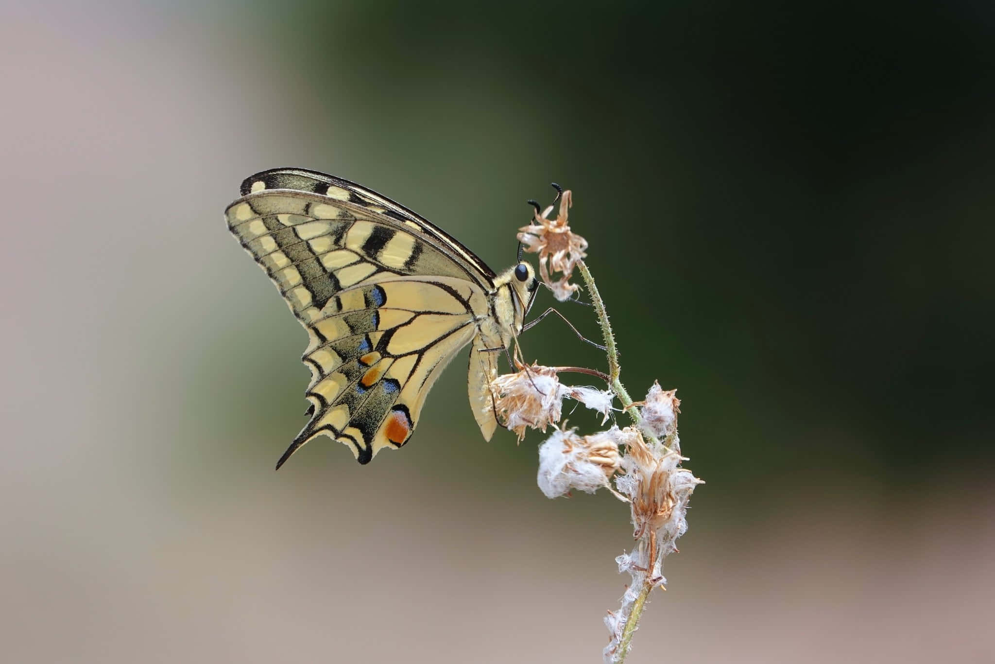 Butterfly Zoo, yellow and black swallowtail butterfly, dried flower stem, Full HD Desktop Wallpaper
