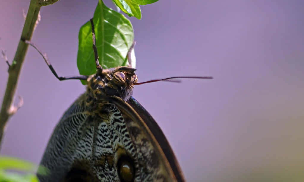 Butterfly Zoo, brown, black, SD Desktop Wallpaper