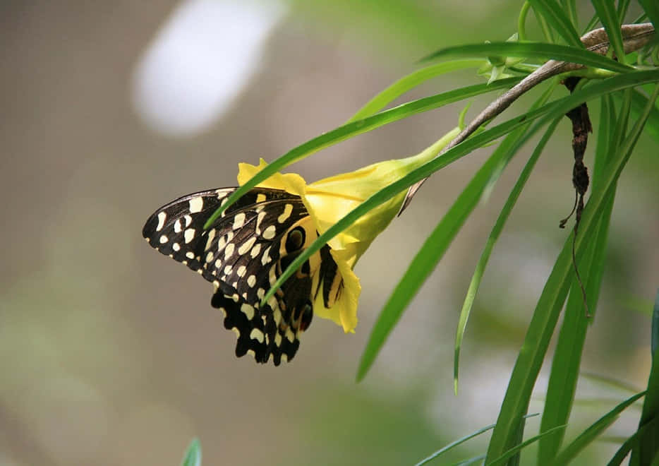 Butterfly Zoo, black and yellow spotted butterfly, vibrant yellow flower, SD Desktop Wallpaper