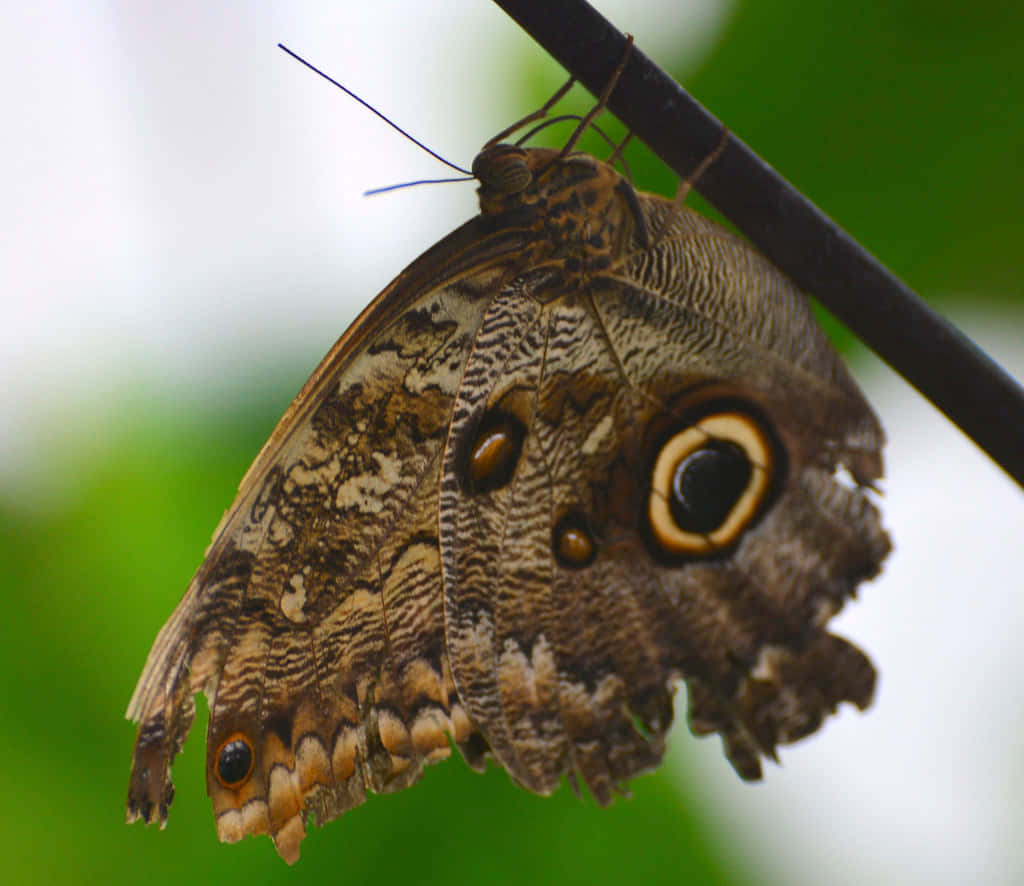 butterfly zoo, brown owl butterfly, eye-like spots, SD Desktop Wallpaper