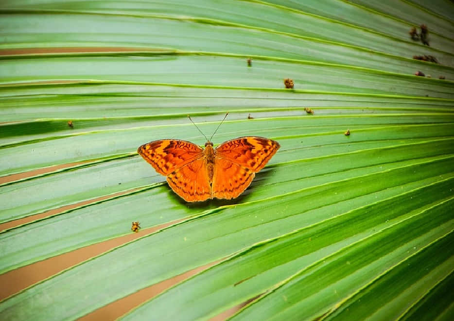 Butterfly Zoo, orange butterfly, green palm leaf, SD Desktop Wallpaper