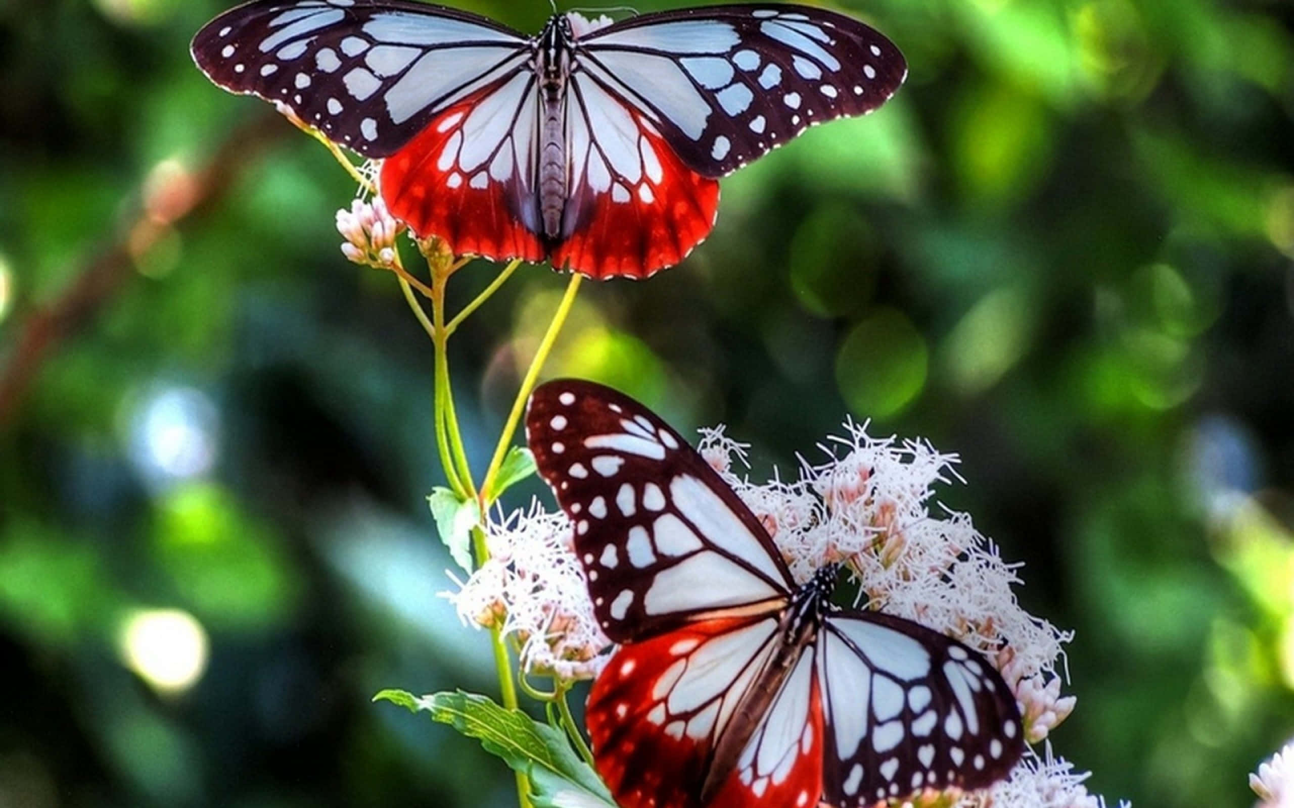 butterfly garden, red white and black butterflies, fluffy white flowers, 2K Desktop Wallpaper