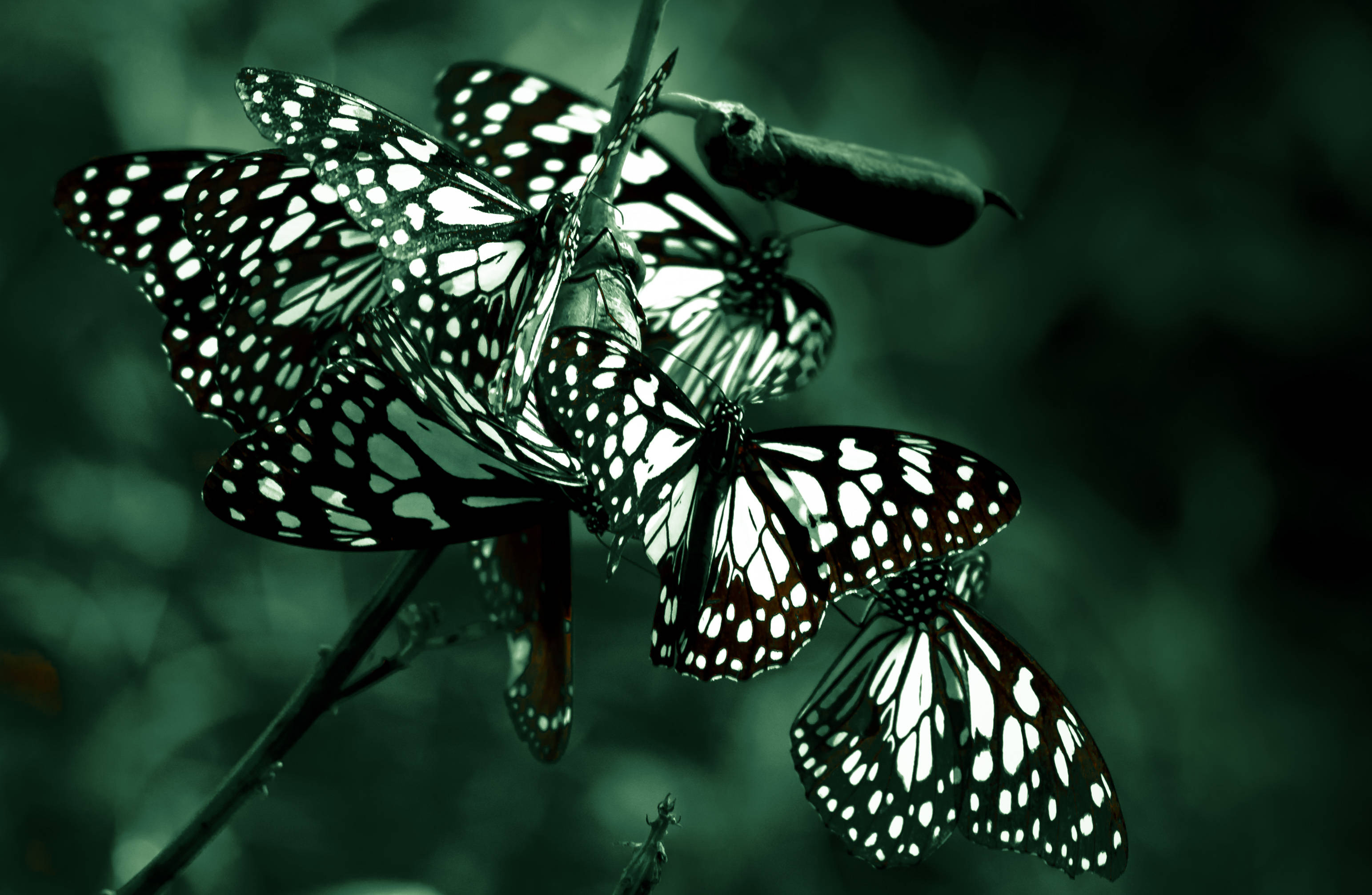 blue tiger butterflies, black and white patterned butterflies, stem, 2K Desktop Wallpaper