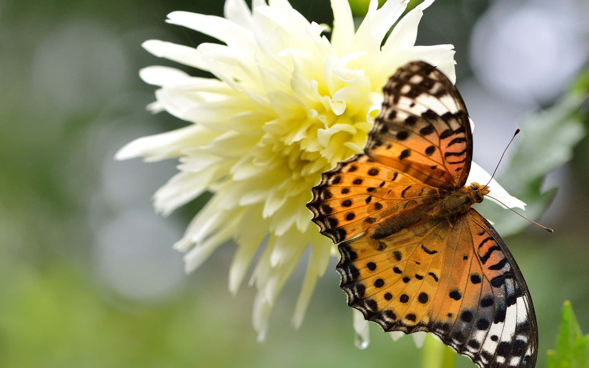Butterfly Zoo, orange butterfly, black spots, Full HD Desktop Wallpaper