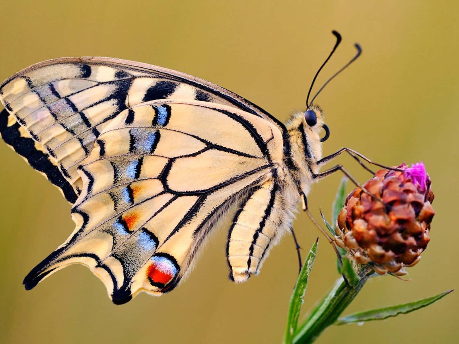 swallowtail butterfly, yellow black and blue wings, purple flower, HD Desktop Wallpaper