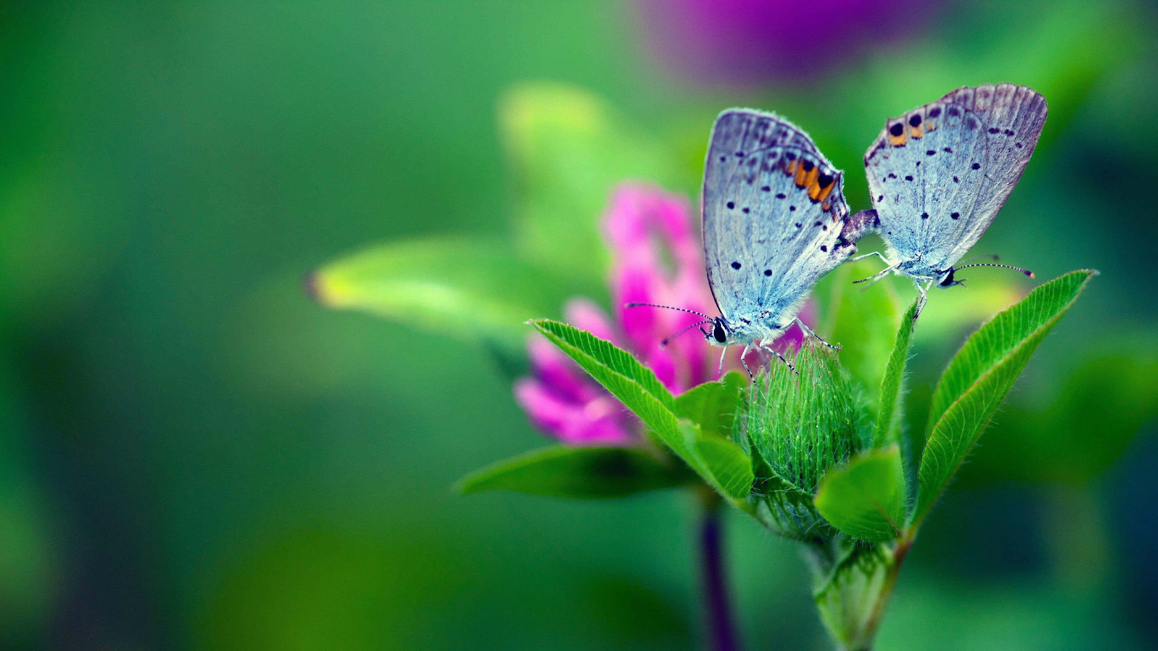 butterfly garden, blue butterflies, orange spots, 4K Desktop Wallpaper