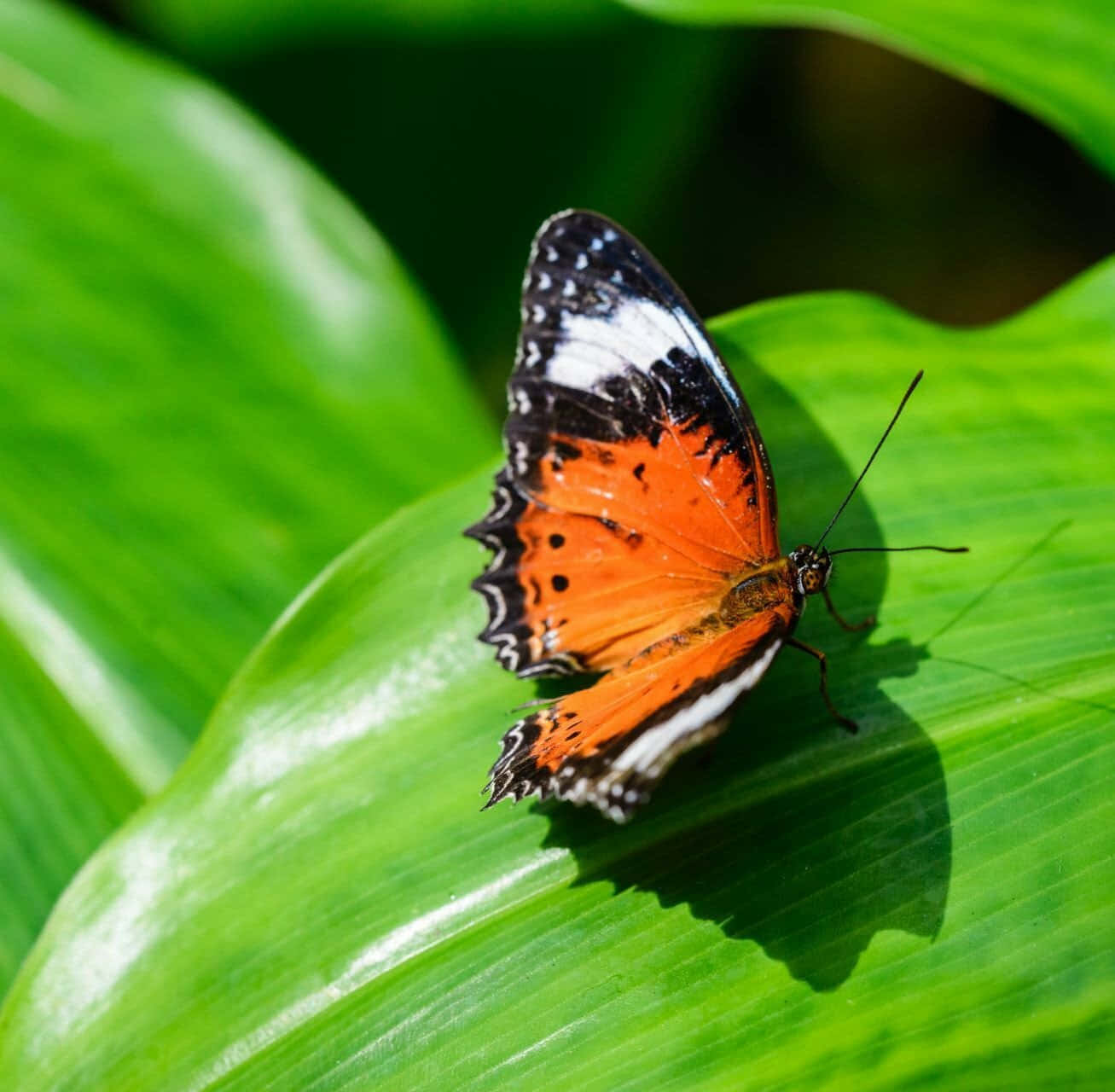 Butterfly Zoo, orange black and white butterfly, glossy green leaf, HD Desktop Wallpaper