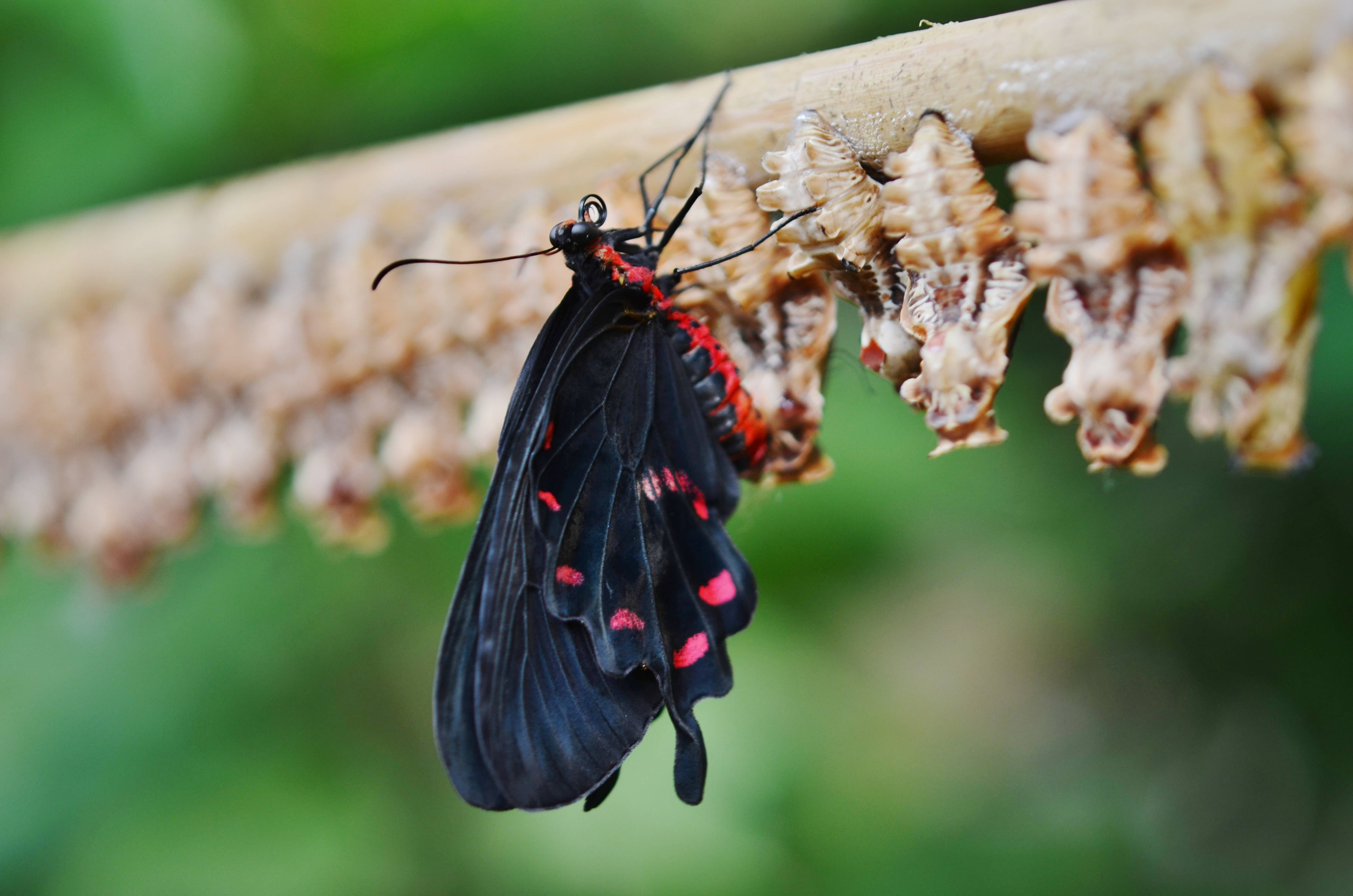 black butterfly, red spots, pale chrysalises, 4K Desktop Wallpaper