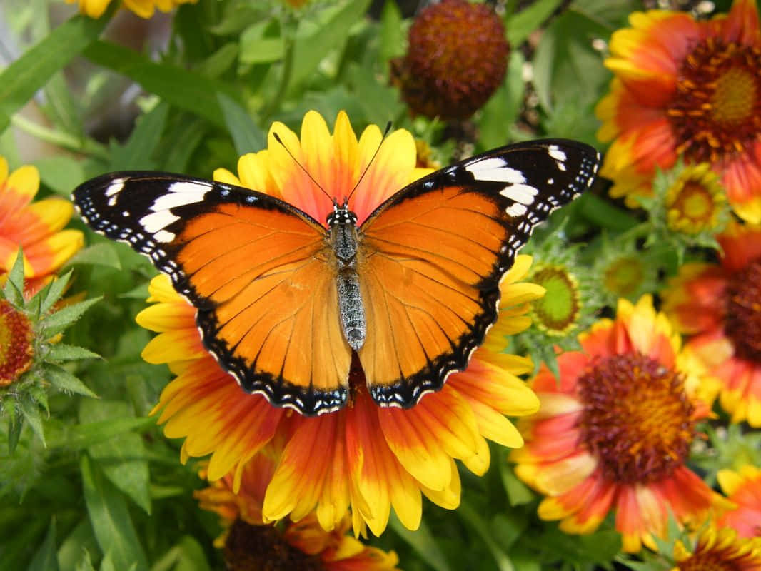 Butterfly Zoo, orange butterfly, black and white markings, SD Desktop Wallpaper
