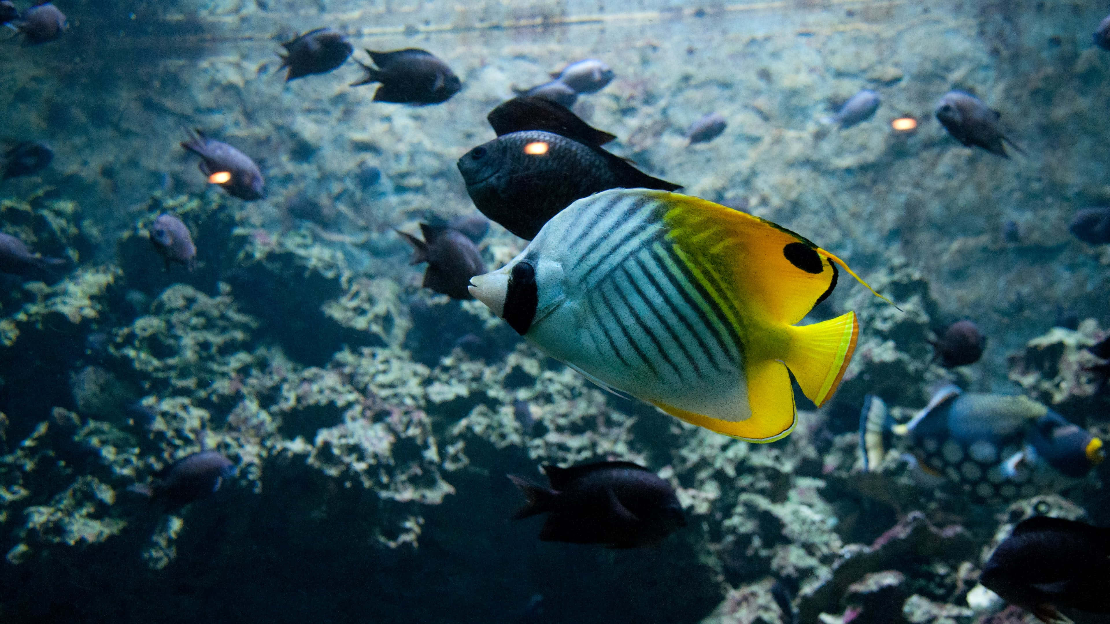 butterflyfish, yellow and blue, coral aquarium, 4K Desktop Wallpaper