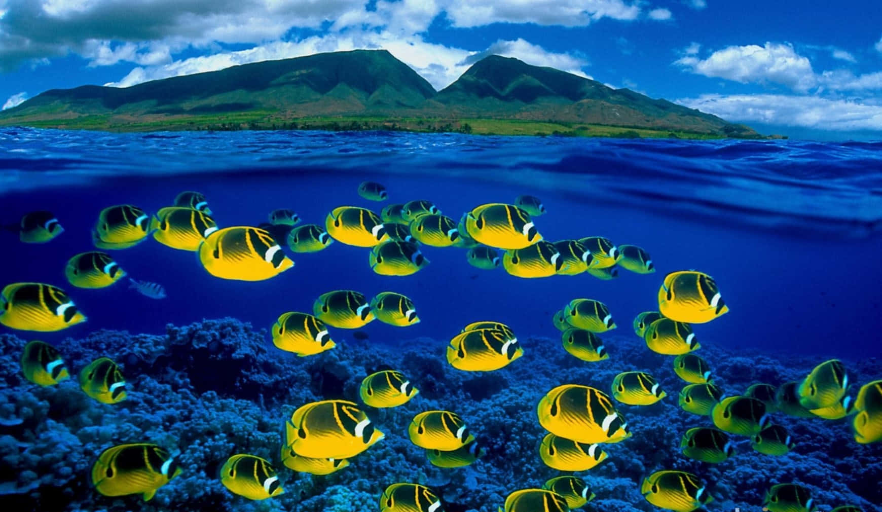 butterflyfish, tropical island, coral reef, HD Desktop Wallpaper