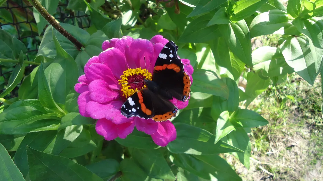 Butterfly