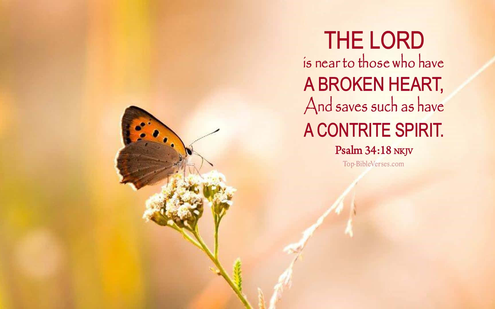 The Lord Saves The Contrite, orange butterfly, white flower, HD Desktop Wallpaper