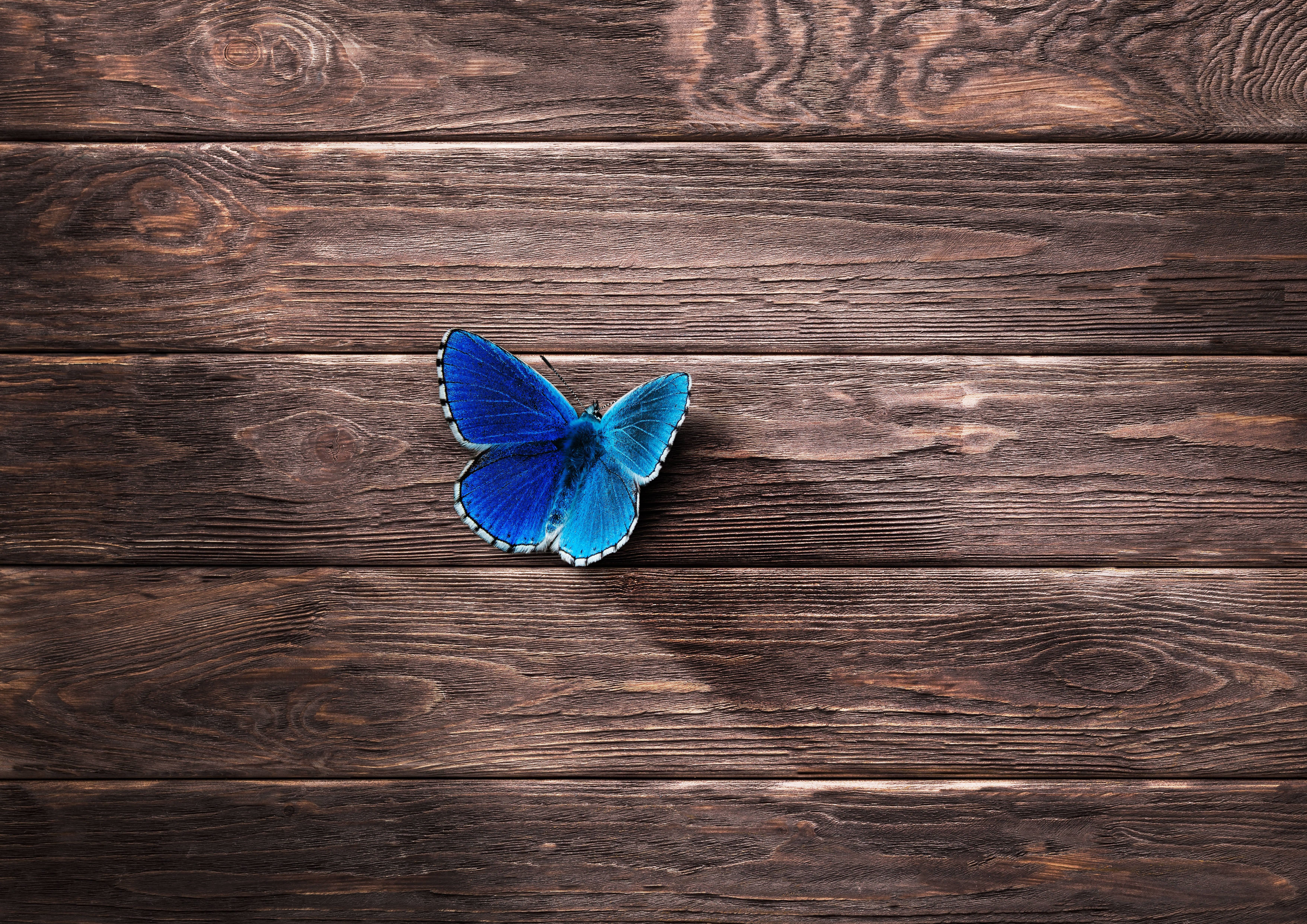 Blue Butterfly, Wooden Branch, dark rustic wooden planks, 5K Desktop Wallpaper