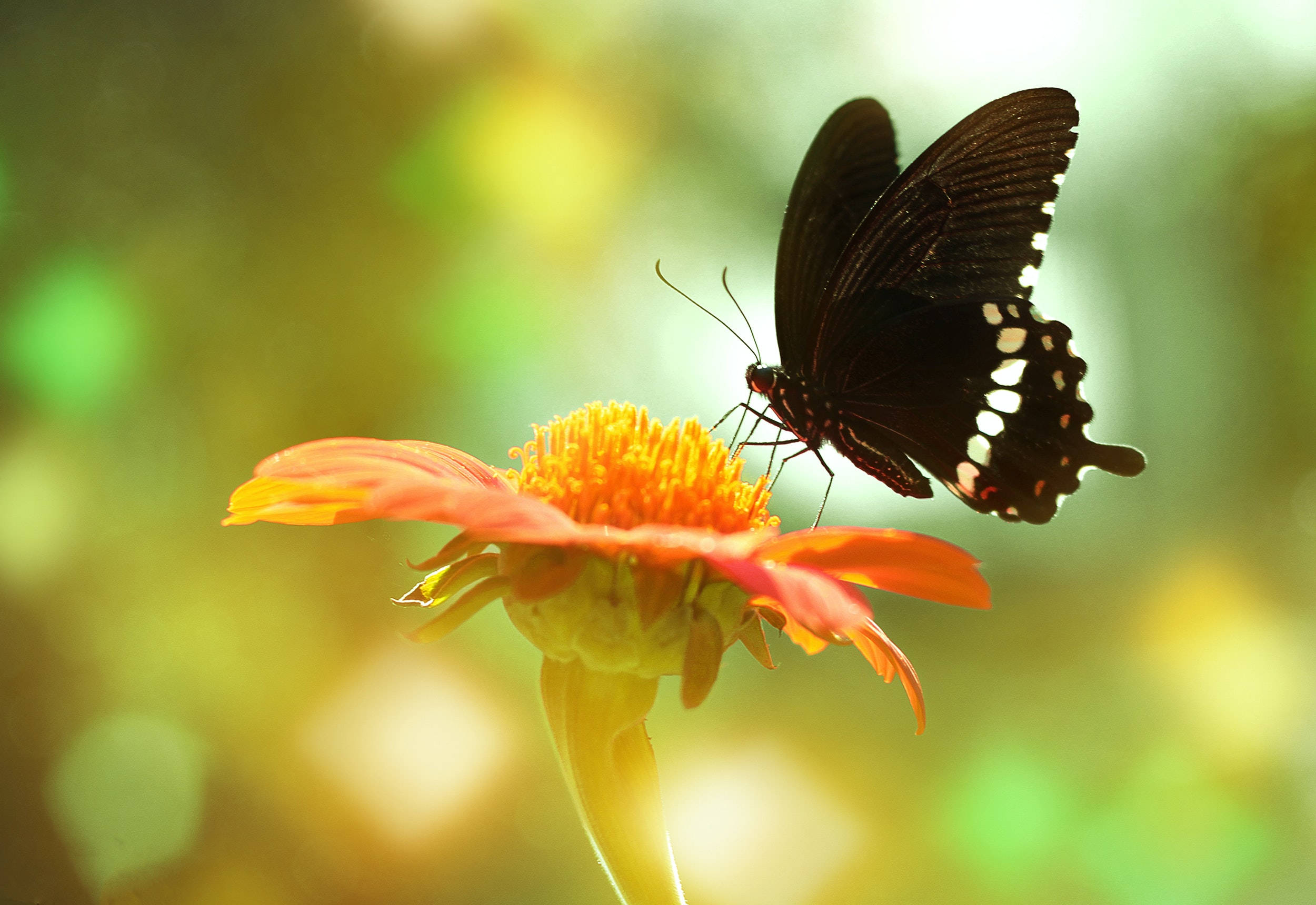 Common Mormon Butterfly, black butterfly, white spots, Full HD Desktop Wallpaper
