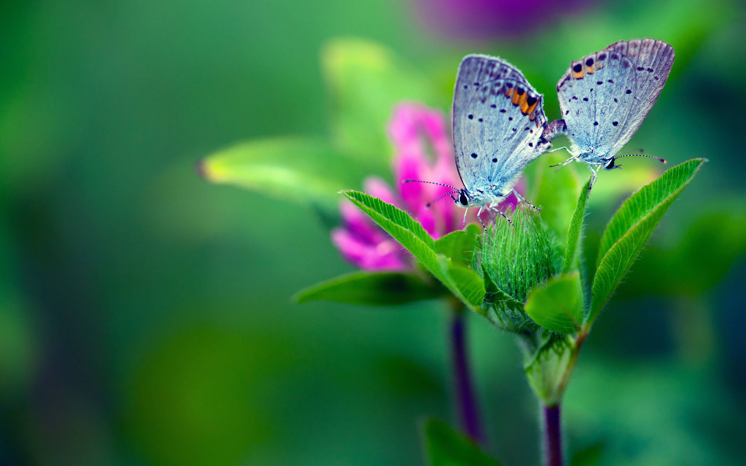 blue butterflies, orange spots, vibrant pink flower, 2K Desktop Wallpaper