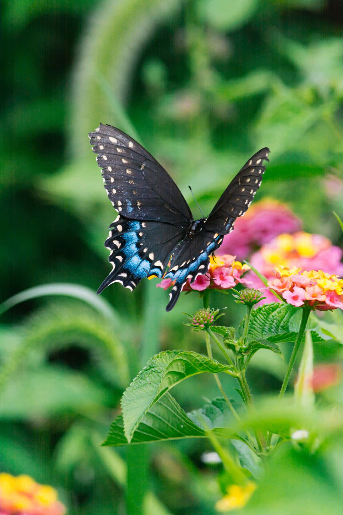black butterfly, blue wing tips, pink and yellow flowers, HD Phone Wallpaper