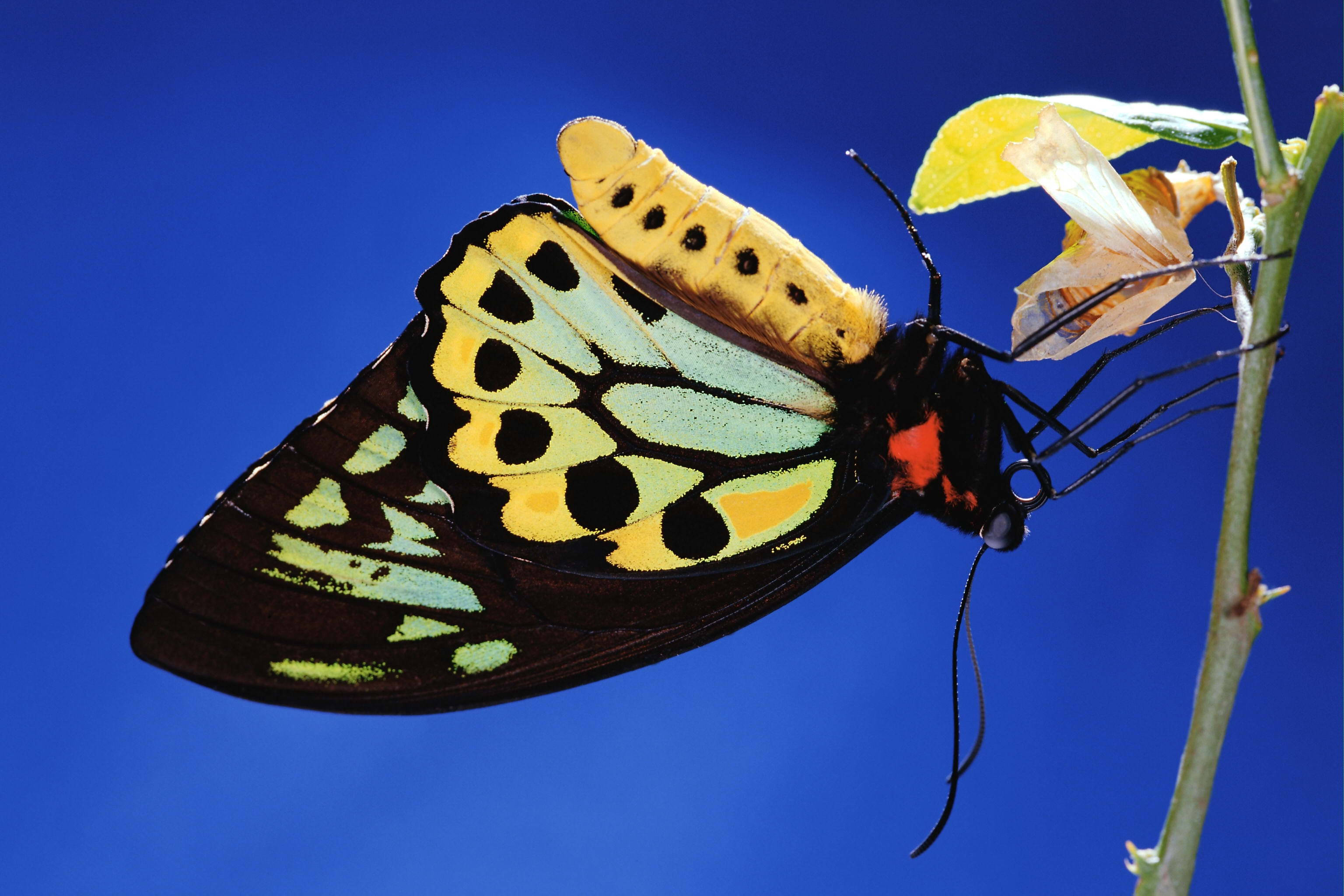 black yellow butterfly, green wings, leaf, 2K Desktop Wallpaper