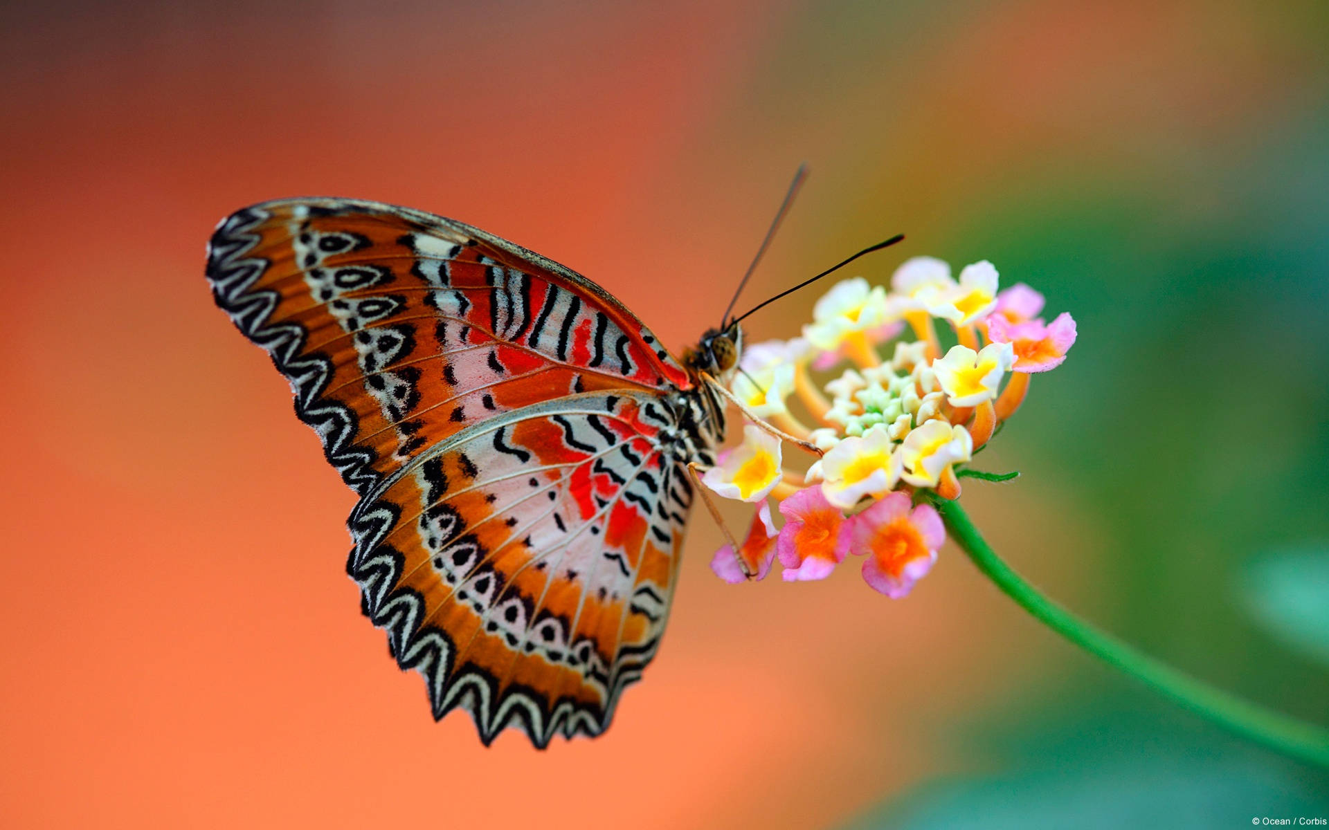 colorful butterfly, orange and black butterfly, intricate wing patterns, Full HD Desktop Wallpaper