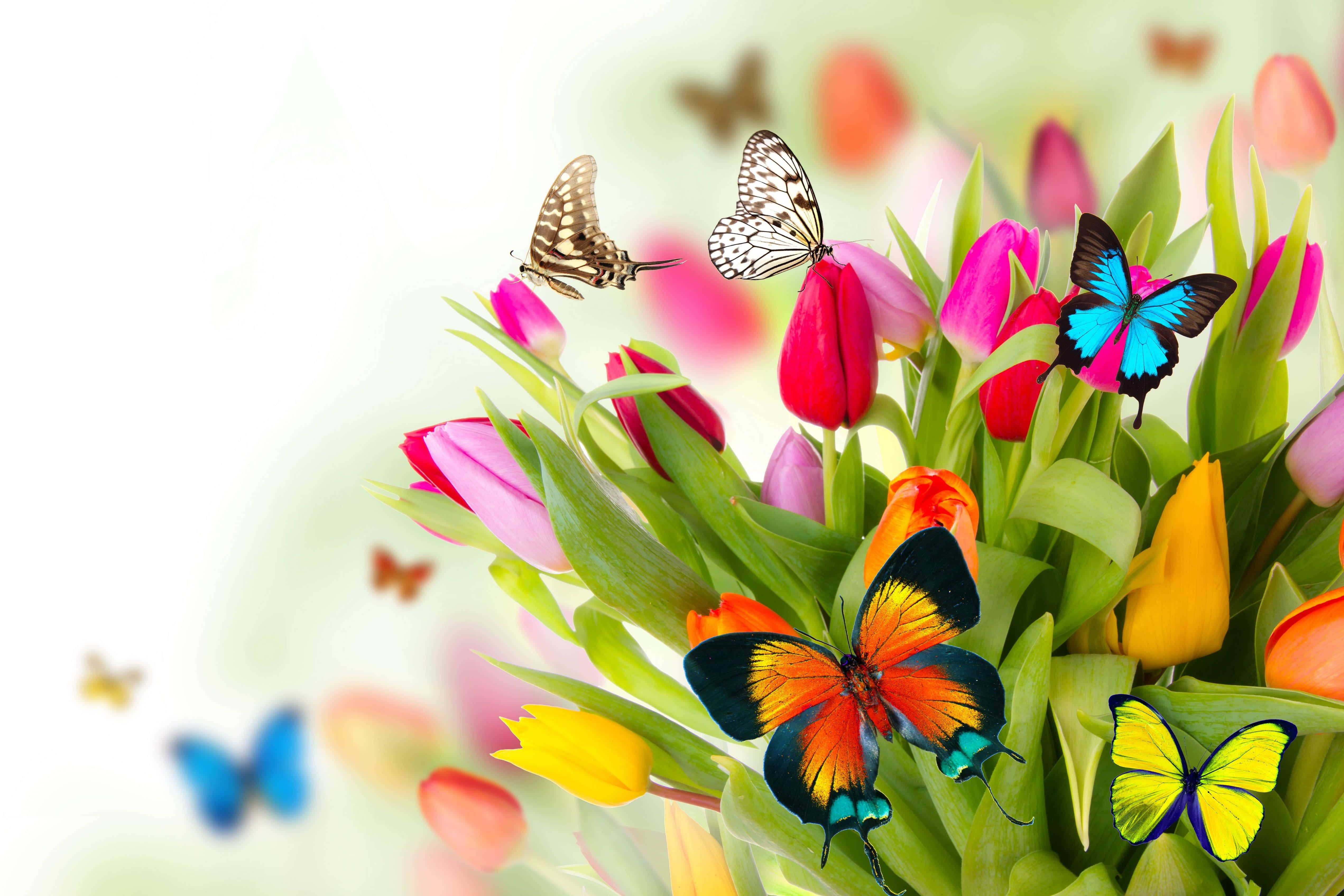 Spring Flowers Desktop, butterflies, pink tulips, 4K Desktop Wallpaper
