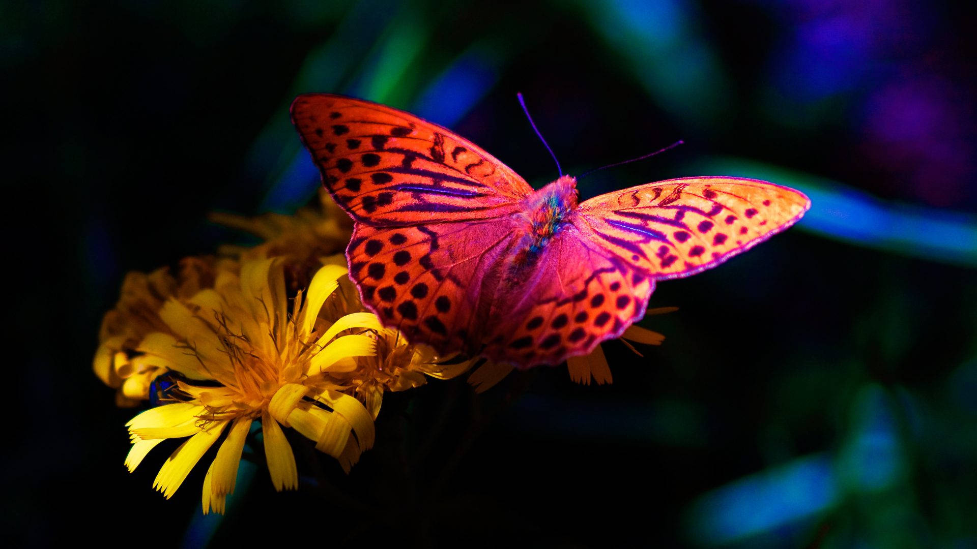 butterfly, orange, black spots, Full HD Desktop Wallpaper