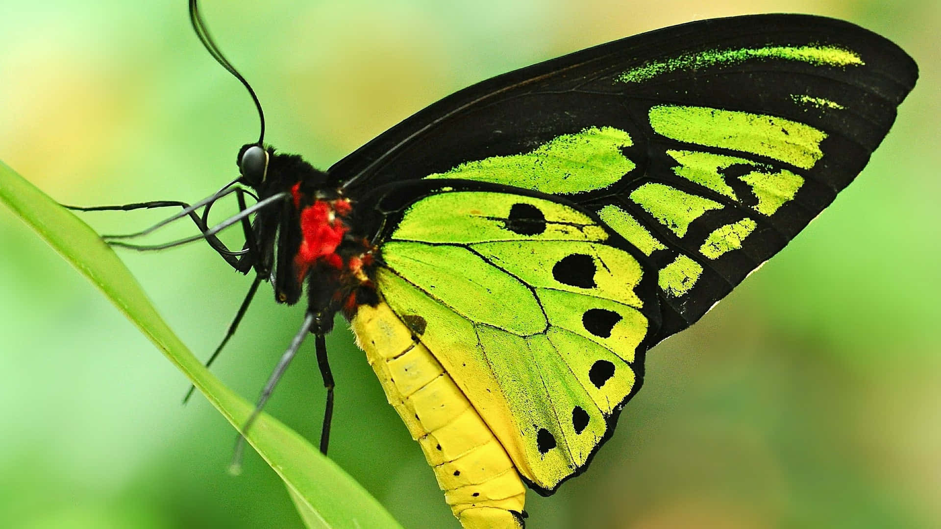 green butterfly, black green and yellow butterfly, bright green leaf, Full HD Desktop Wallpaper