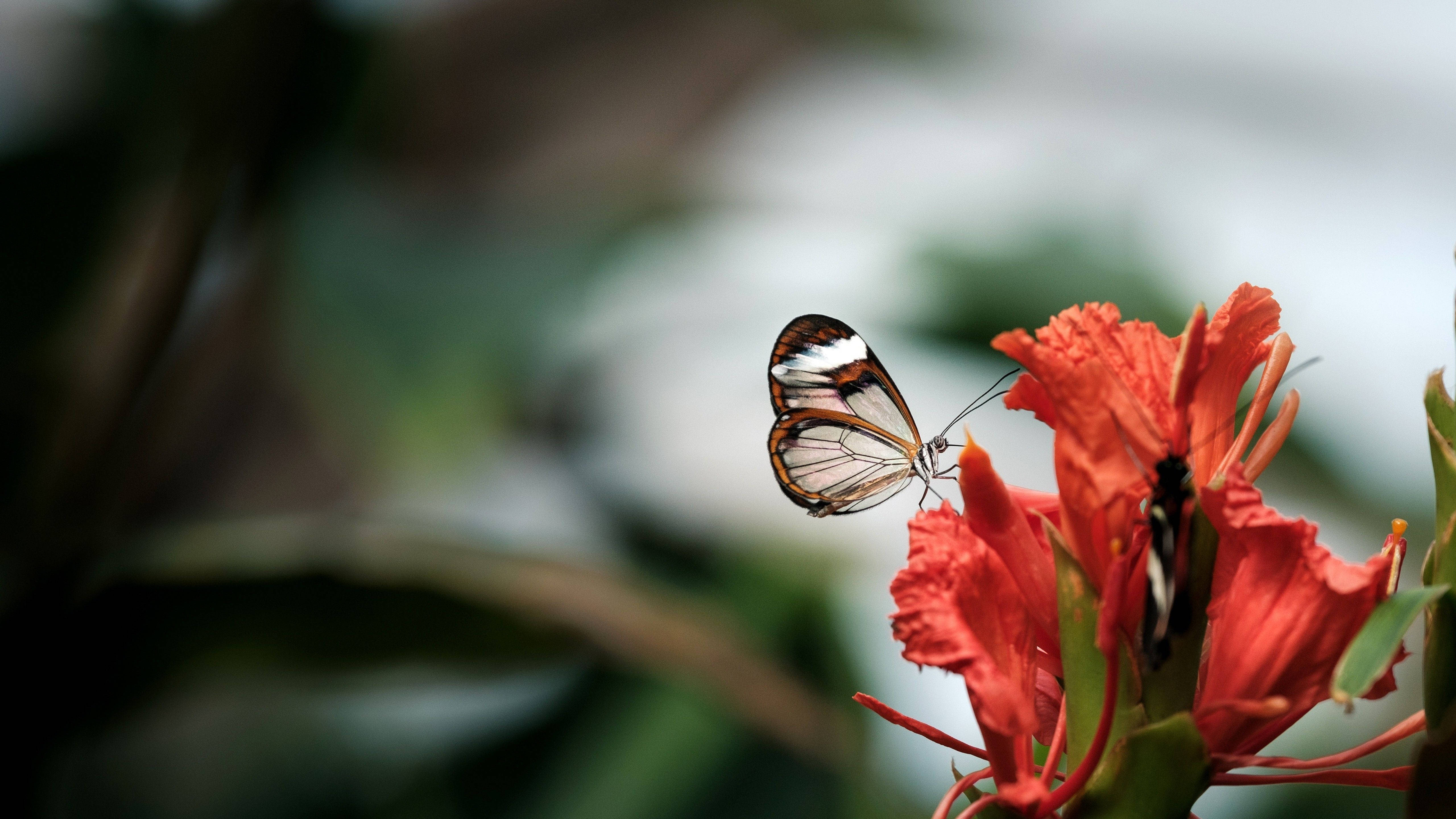 glasswing butterfly, vivid red flower, soft blurred green background, 5K Desktop Wallpaper