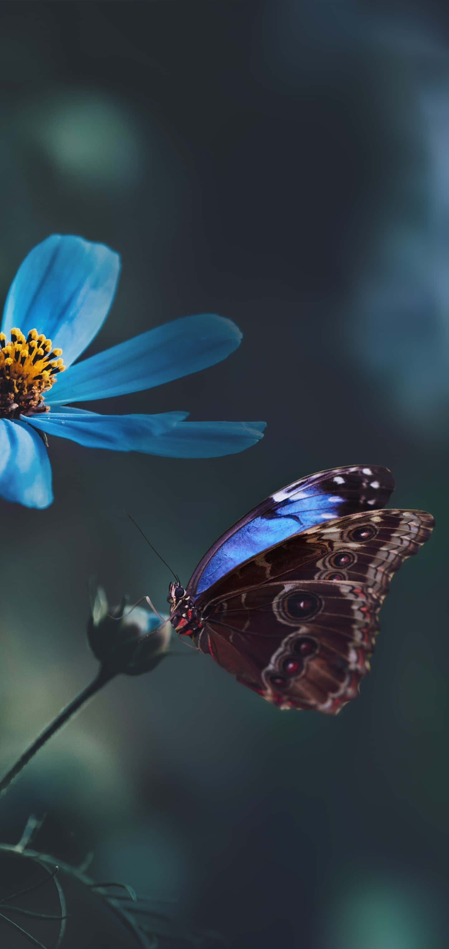 vibrant blue butterfly, iridescent wings, vivid blue cosmos flower, 2K Phone Wallpaper