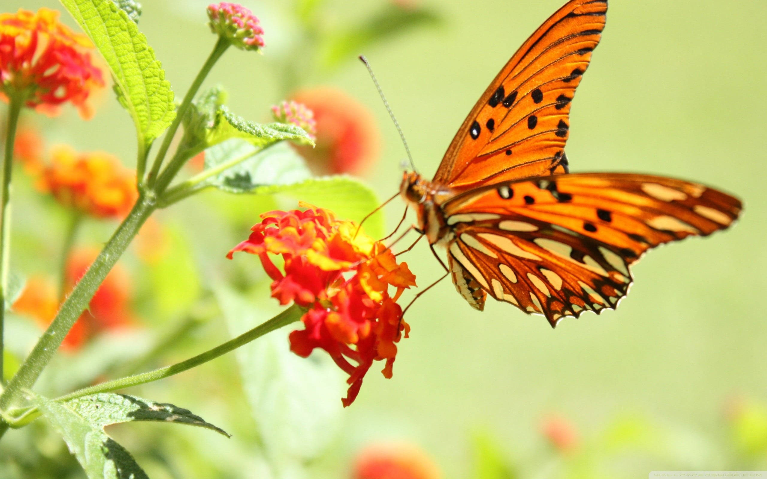 orange butterfly, black spots, lantanas, 2K Desktop Wallpaper