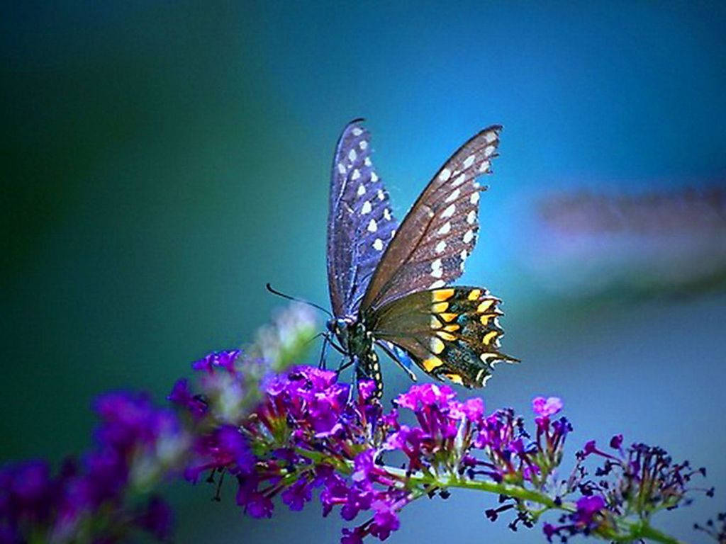 butterfly, violet flowers, blue and yellow wings, SD Desktop Wallpaper