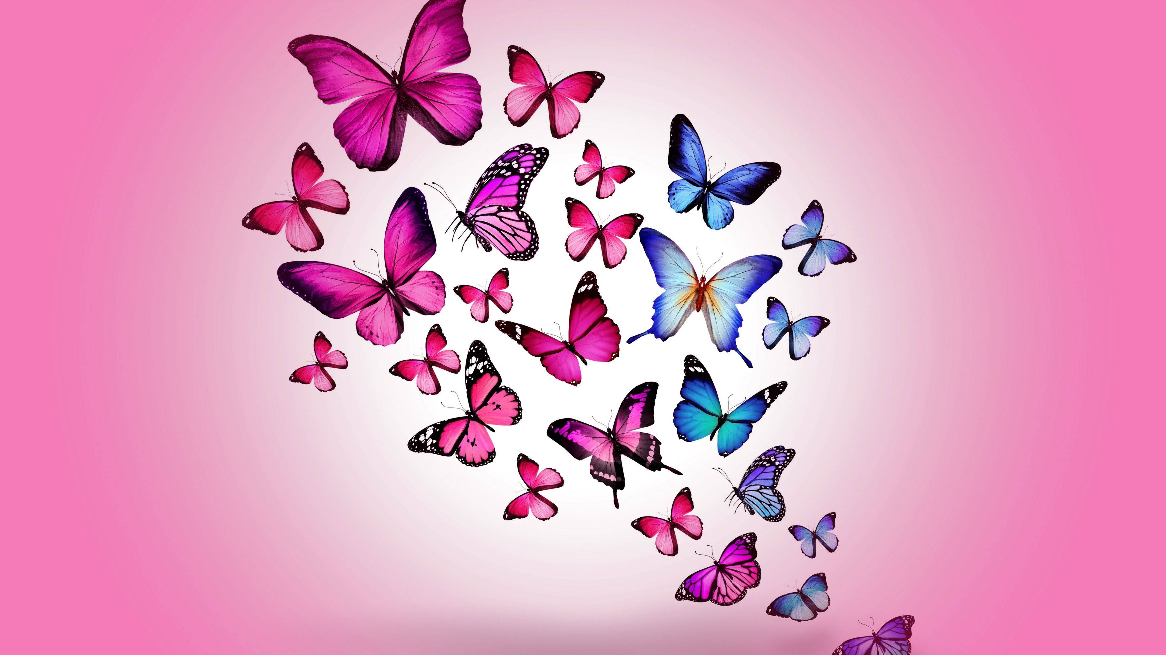 blue and pink butterfly, vibrant pink, vibrant blue, 4K Desktop Wallpaper