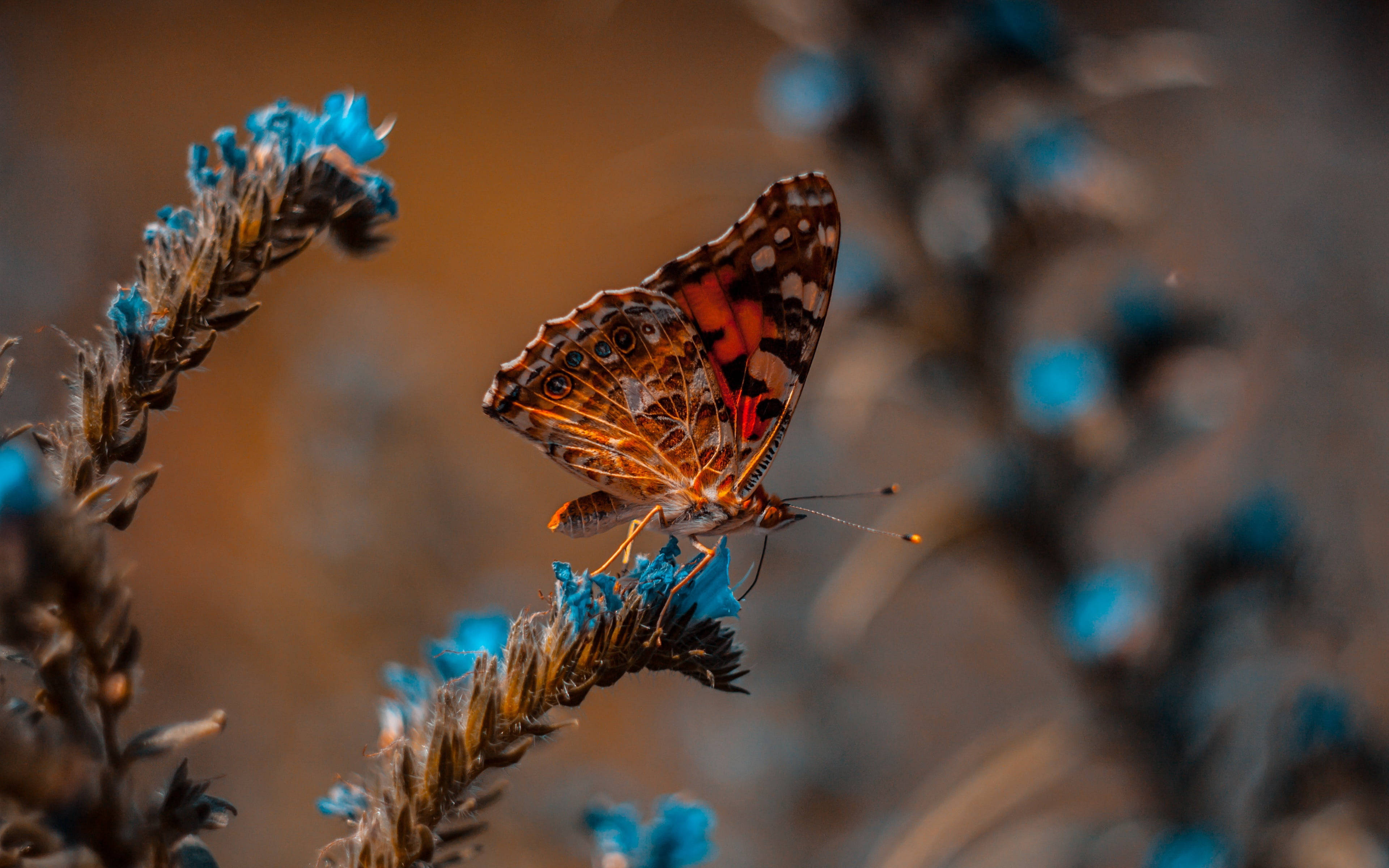 32K Ultra HD, nature butterfly, blue plant, 4K Desktop Wallpaper