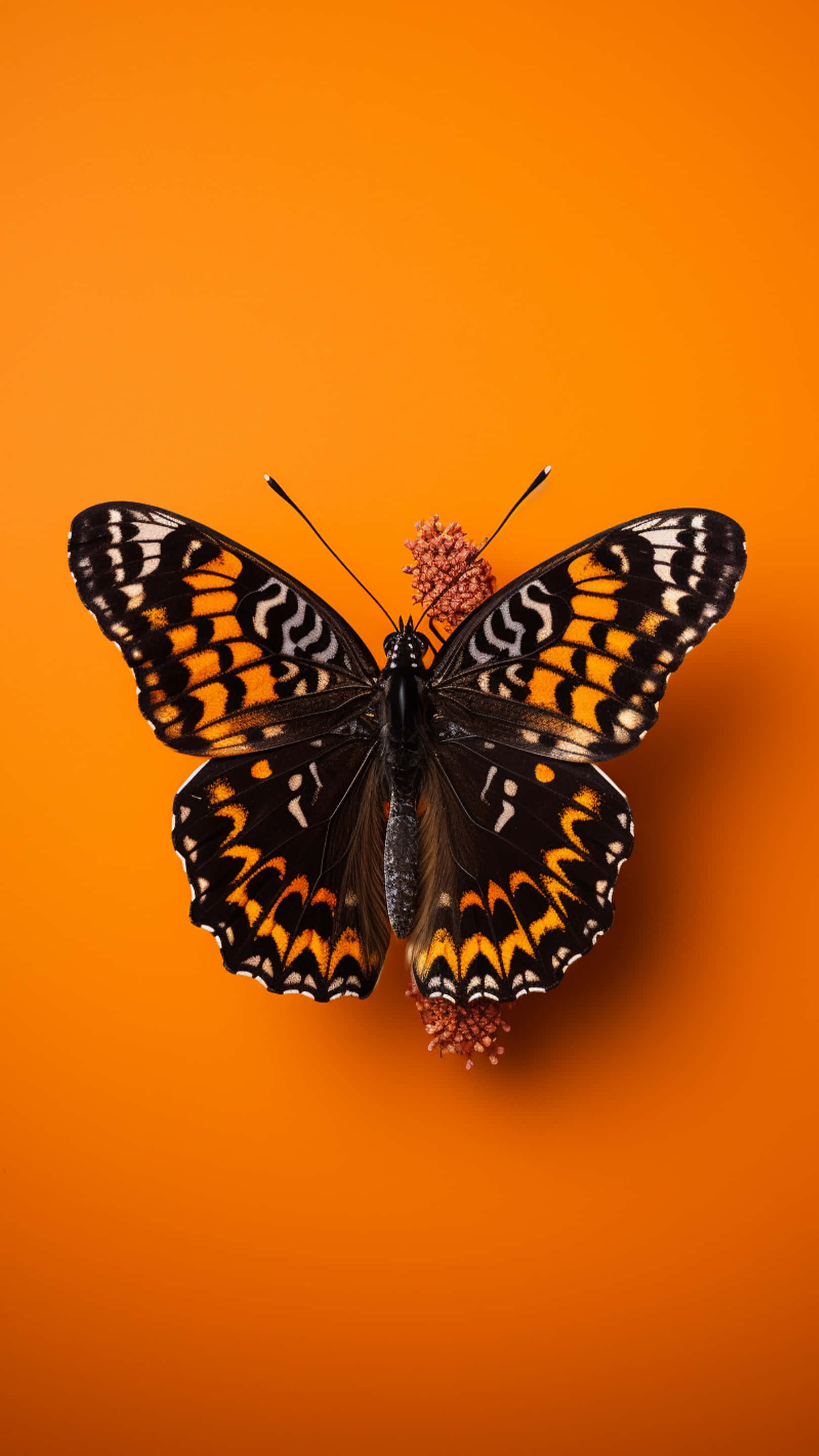 butterfly, black orange and white butterfly, pink flower, 2K Phone Wallpaper