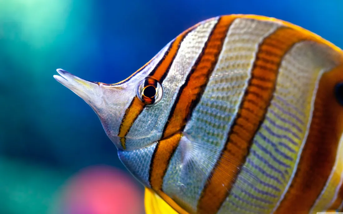 Butterflyfish