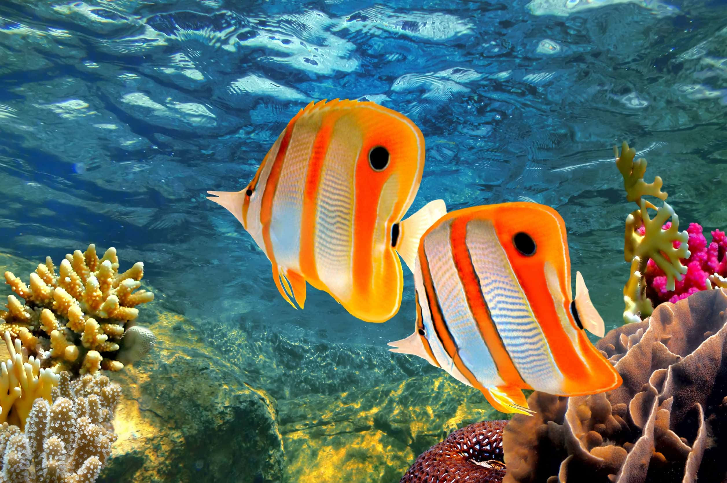 butterflyfish, coral reef, orange and white striped, Full HD Desktop Wallpaper