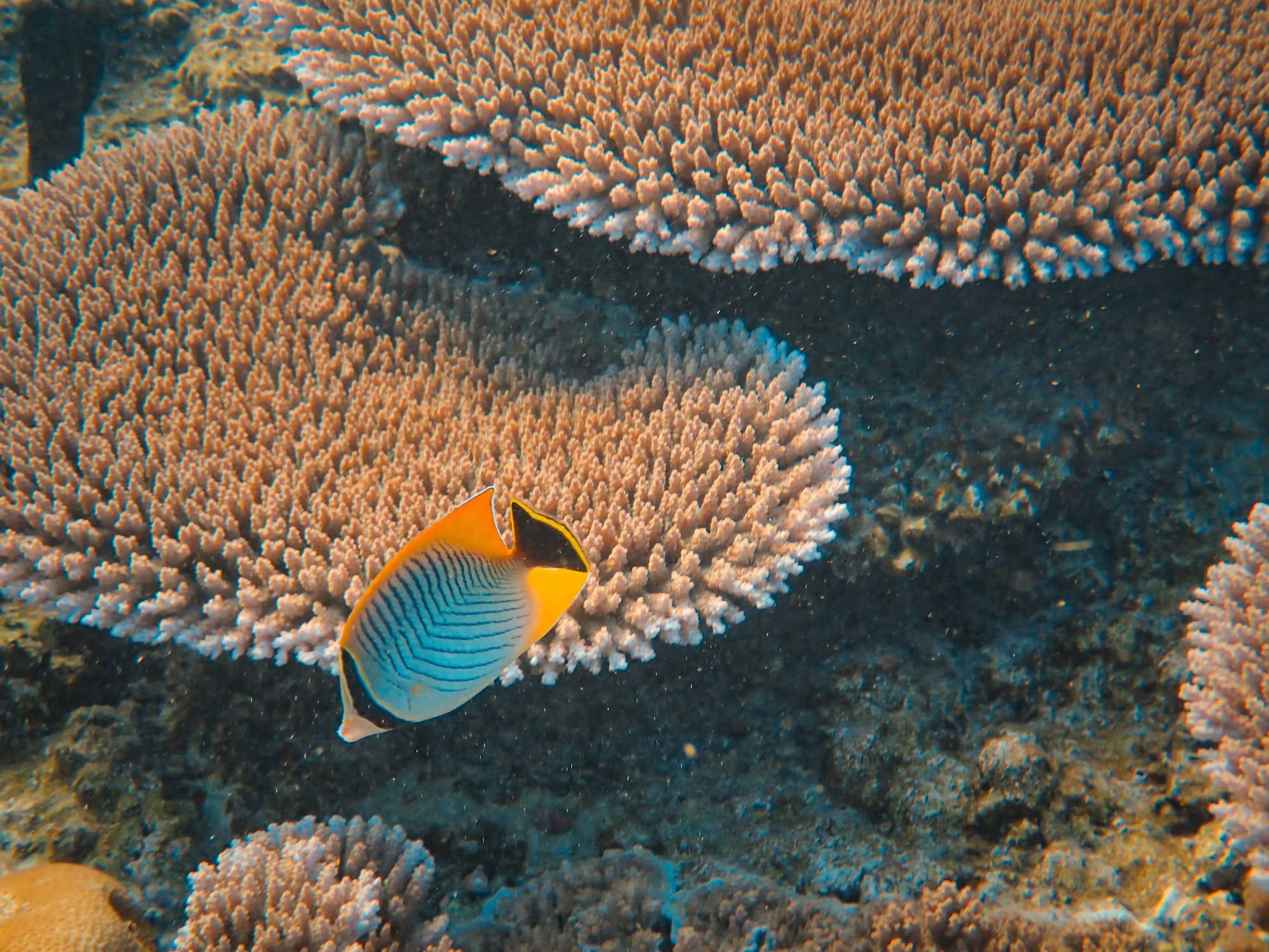 Butterflyfish, coral, orange, Full HD Desktop Wallpaper