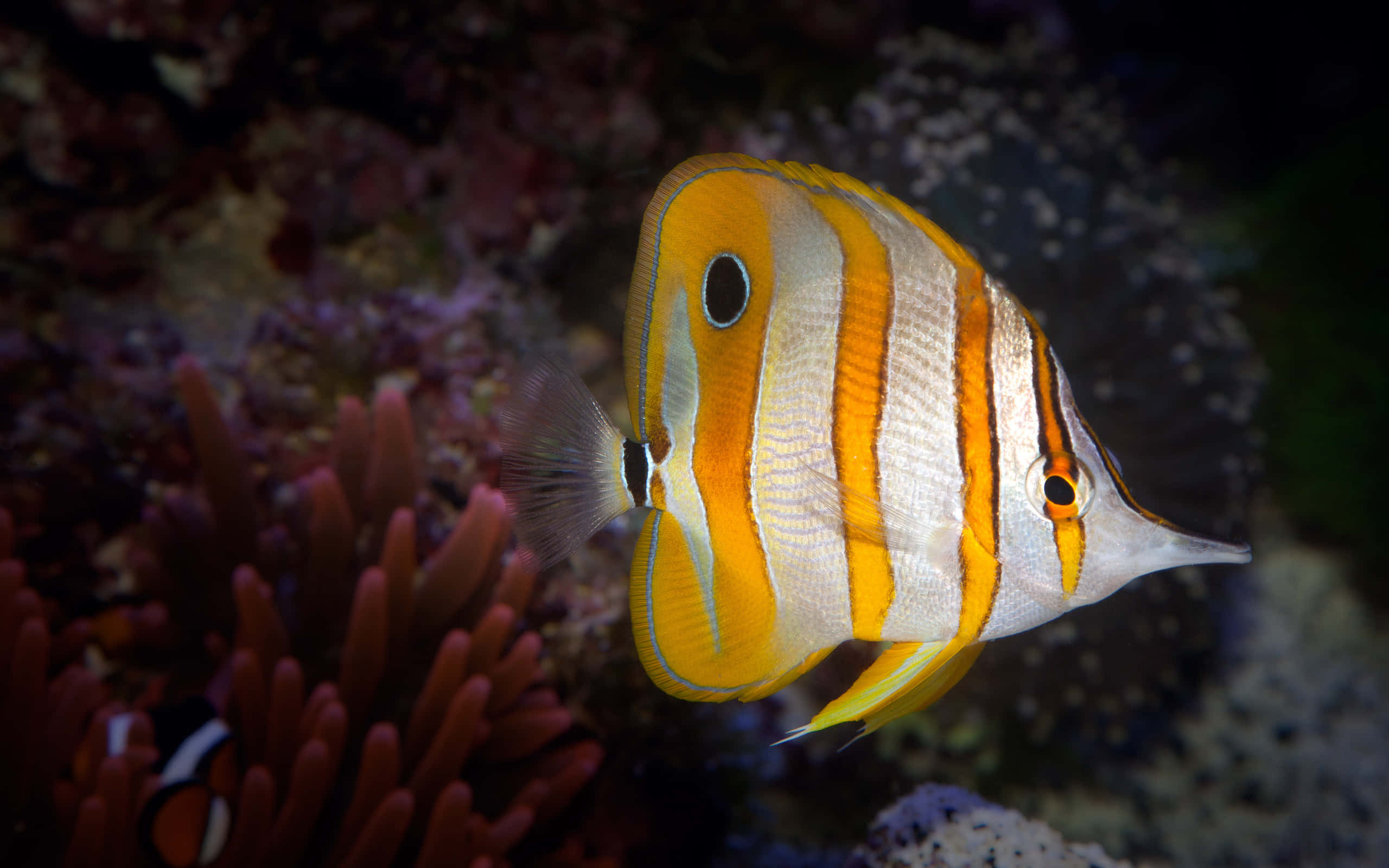 vibrant butterflyfish, orange and white striped, colorful coral, 2K Desktop Wallpaper