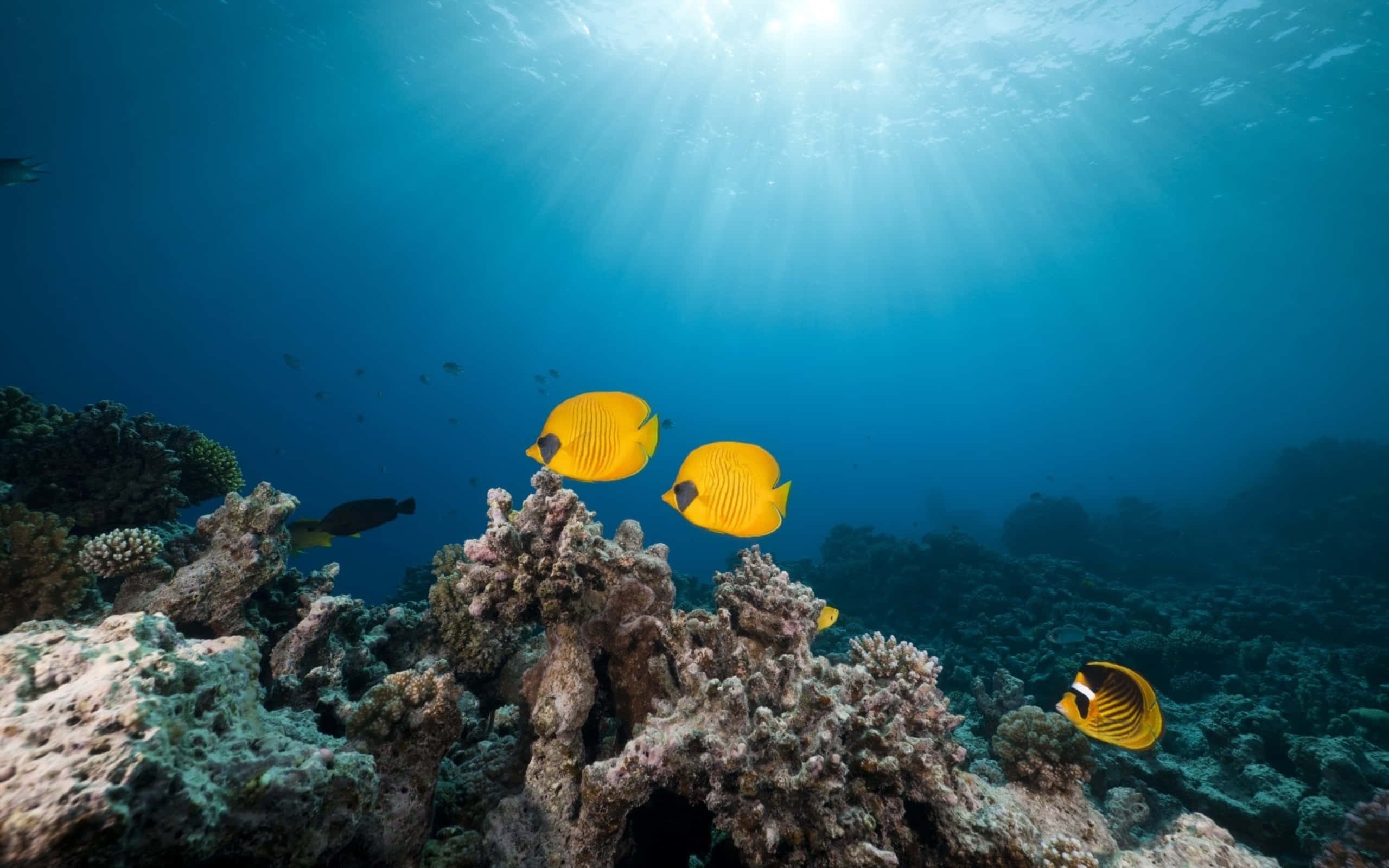Butterflyfish, turquoise water, sunlight beams, 2K Desktop Wallpaper