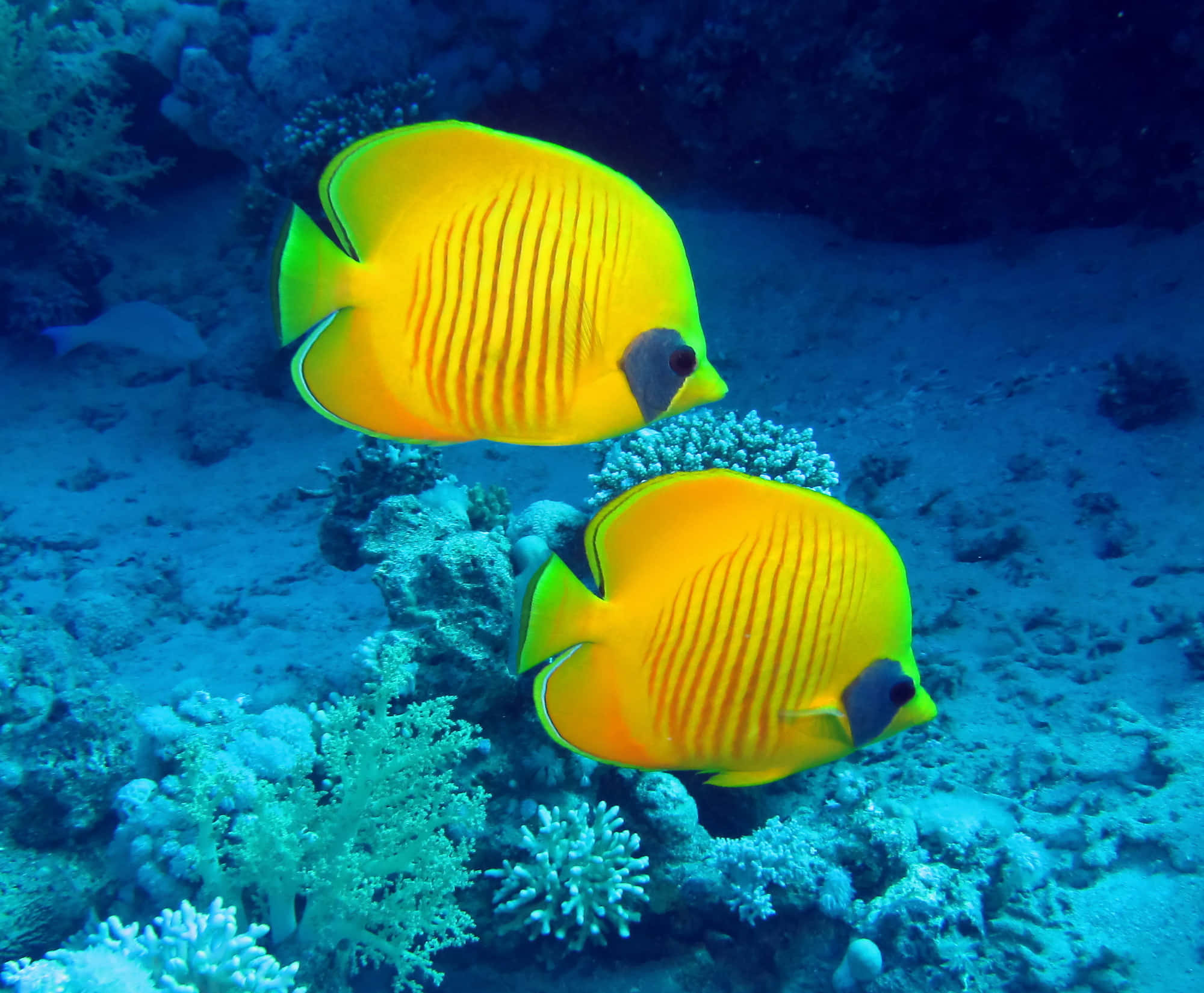butterflyfish, vibrant yellow, black markings, Full HD Desktop Wallpaper