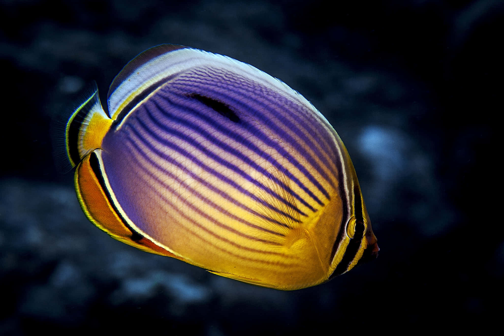 butterflyfish, purple yellow and black stripes, dark ocean waters, Full HD Desktop Wallpaper